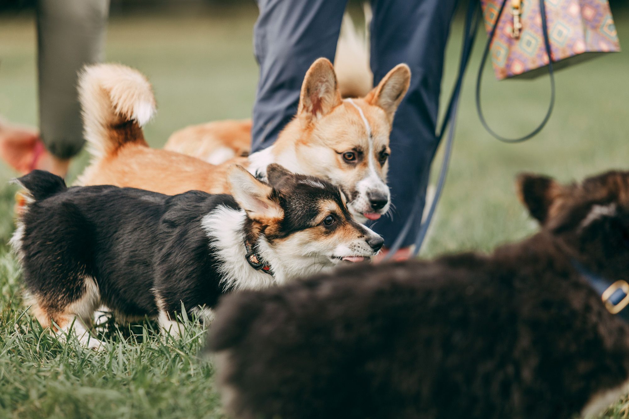 День рождения Габи. Фотограф-анималист Елена Радченко, Москва