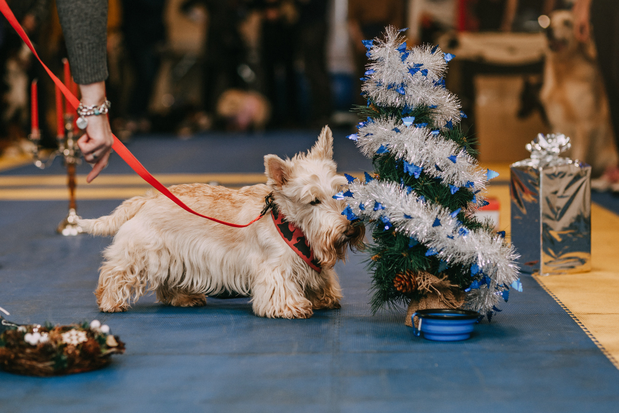 Собачий Новый год. Фотограф-анималист Елена Радченко, Москва