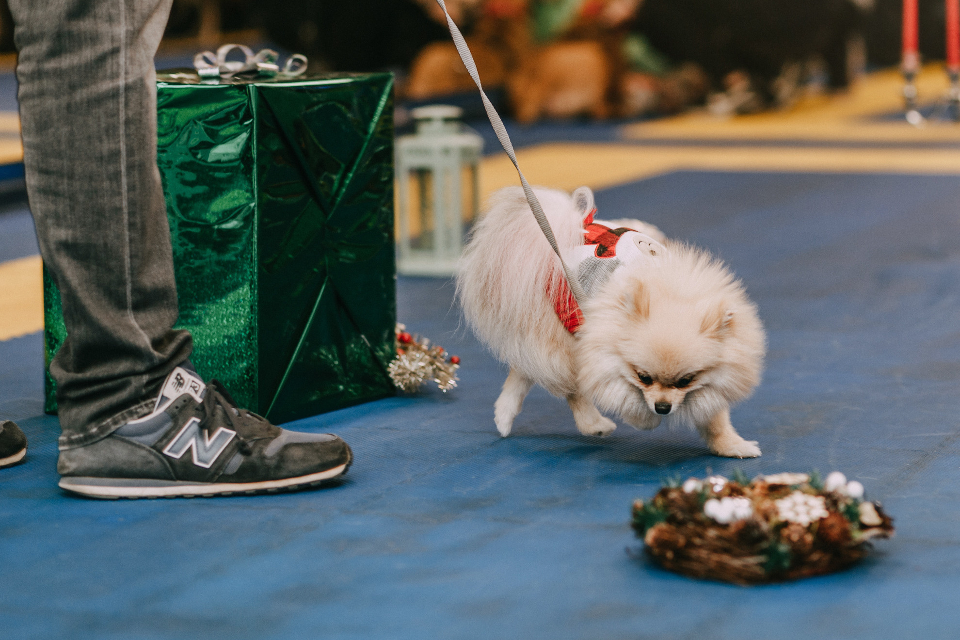 Собачий Новый год. Фотограф-анималист Елена Радченко, Москва