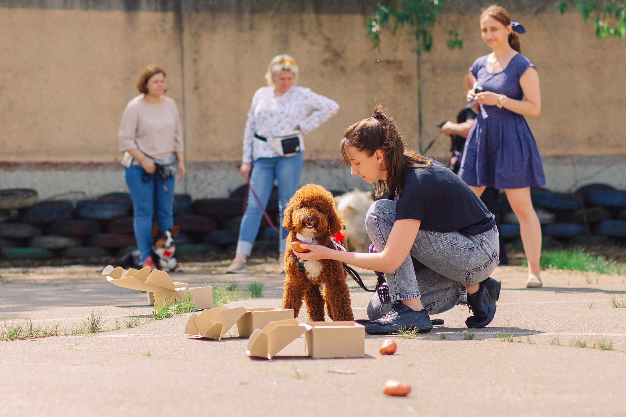 Дог-туса. Фотограф-анималист Елена Радченко, Москва