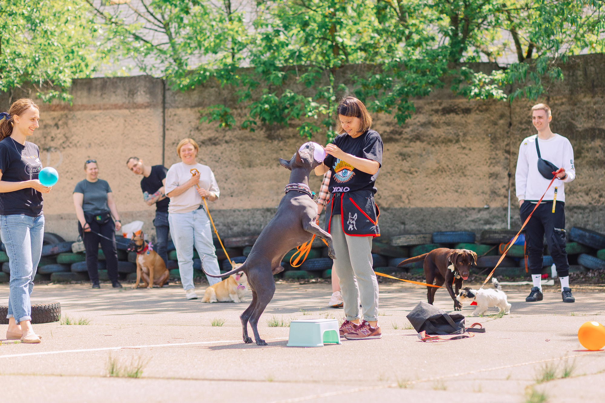 Дог-туса. Фотограф-анималист Елена Радченко, Москва