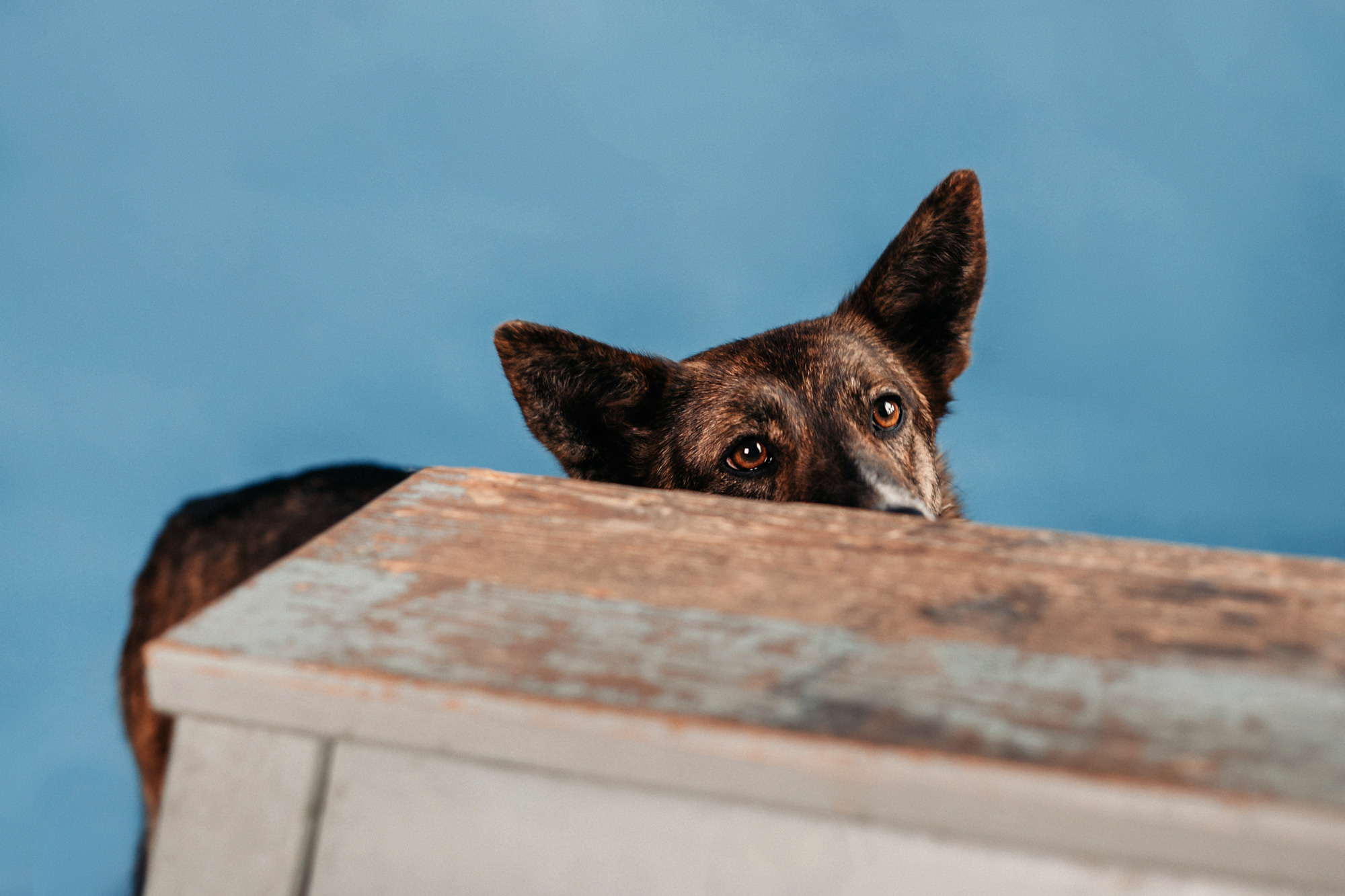 Эдит и Диди. Фотограф-анималист Елена Радченко, Москва