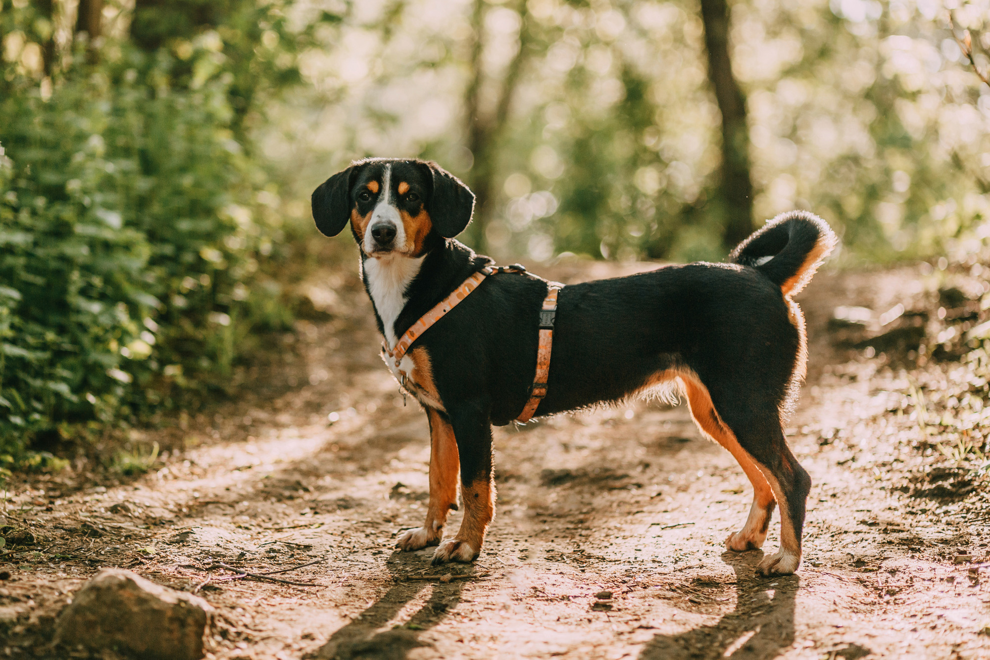 Аня и Вафля. Фотограф-анималист Елена Радченко, Москва