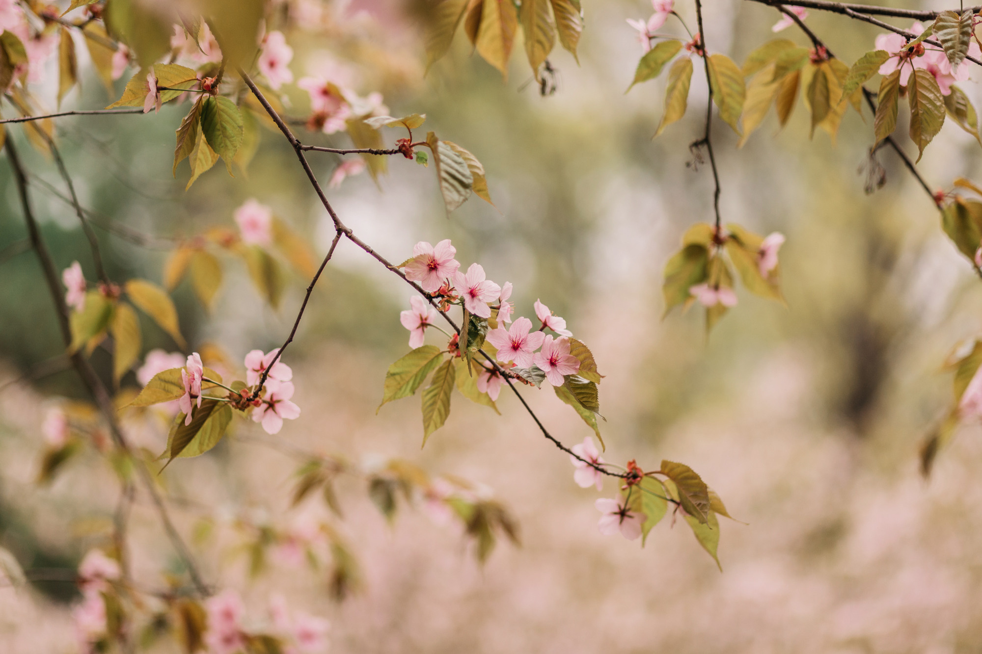 Анна, Рустам и Габи. Фотограф-анималист Елена Радченко, Москва