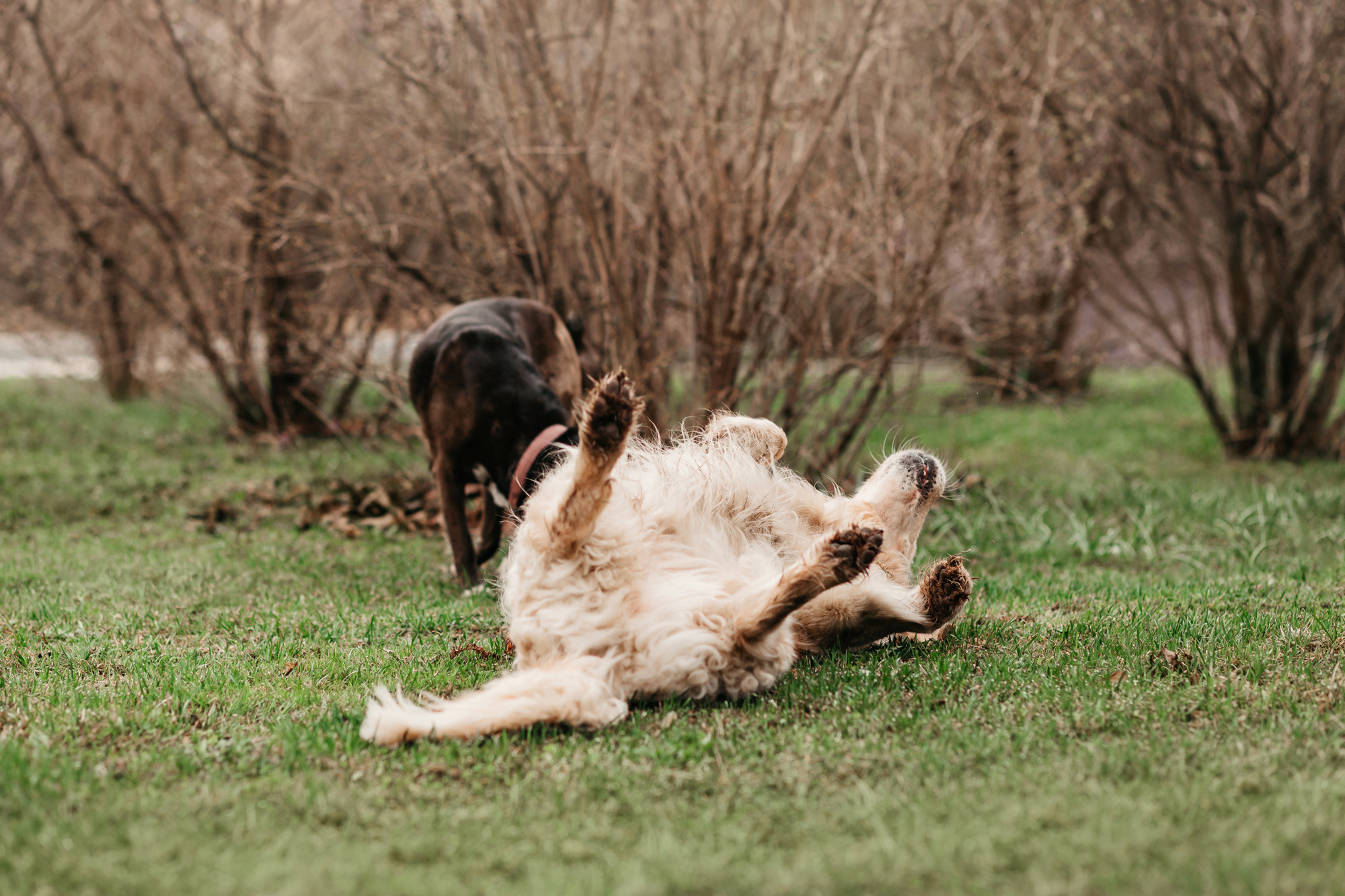 Ира, Бэлла и Альма. Фотограф-анималист Елена Радченко, Москва