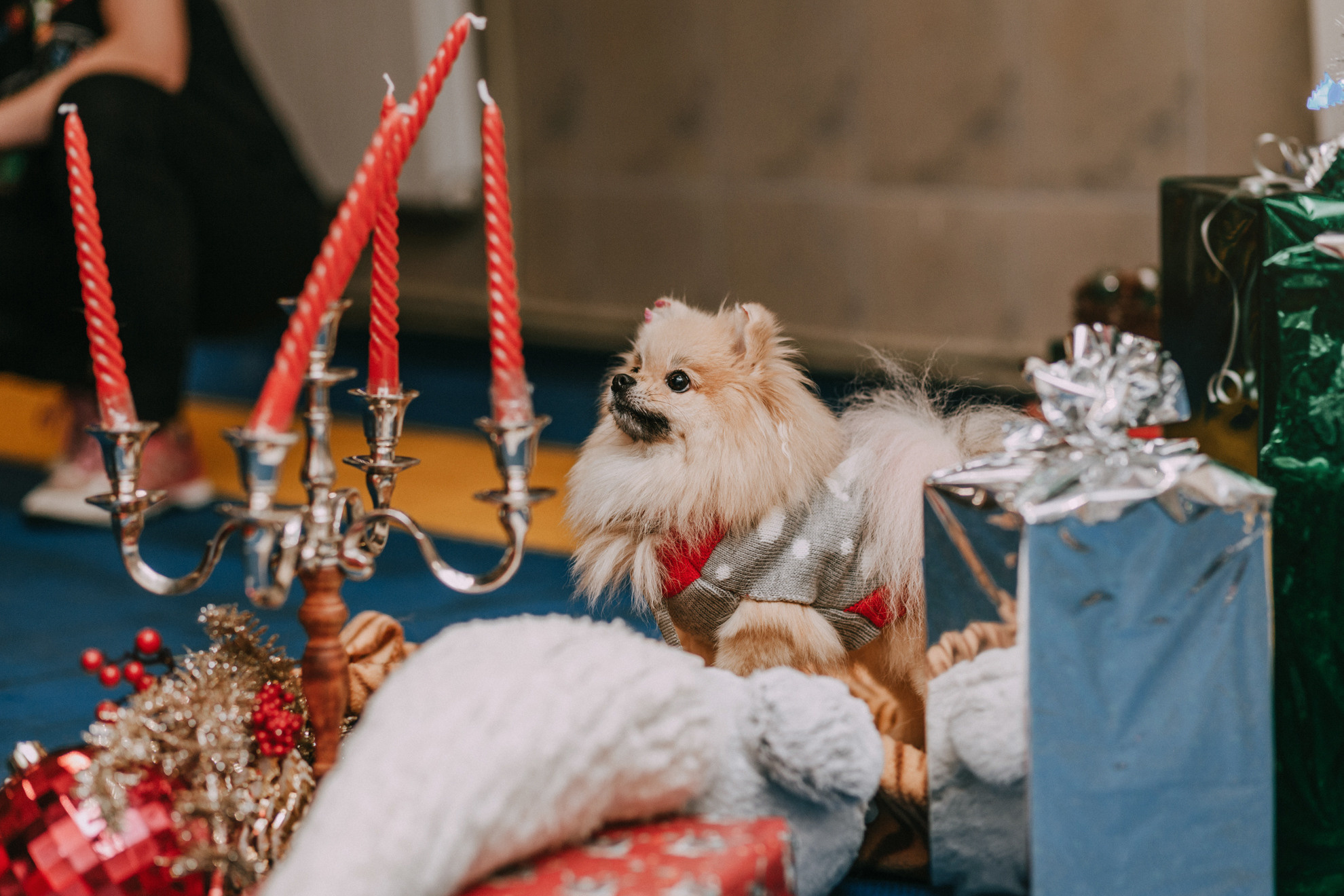 Собачий Новый год. Фотограф-анималист Елена Радченко, Москва