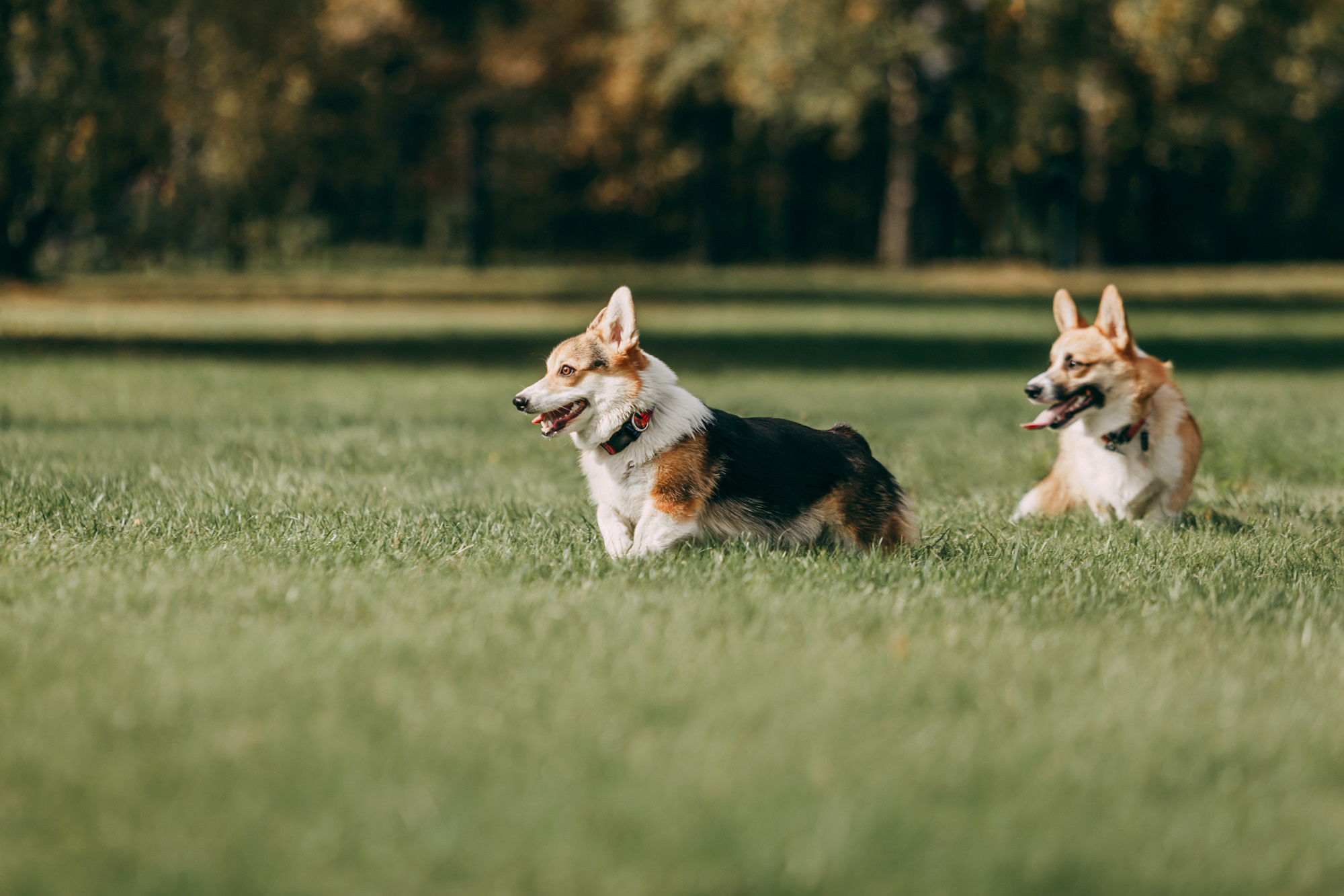 День рождения Габи. Фотограф-анималист Елена Радченко, Москва