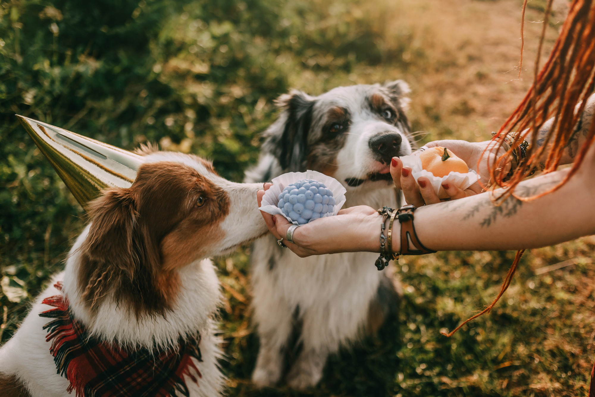 День рождения Морошки. Фотограф-анималист Елена Радченко, Москва