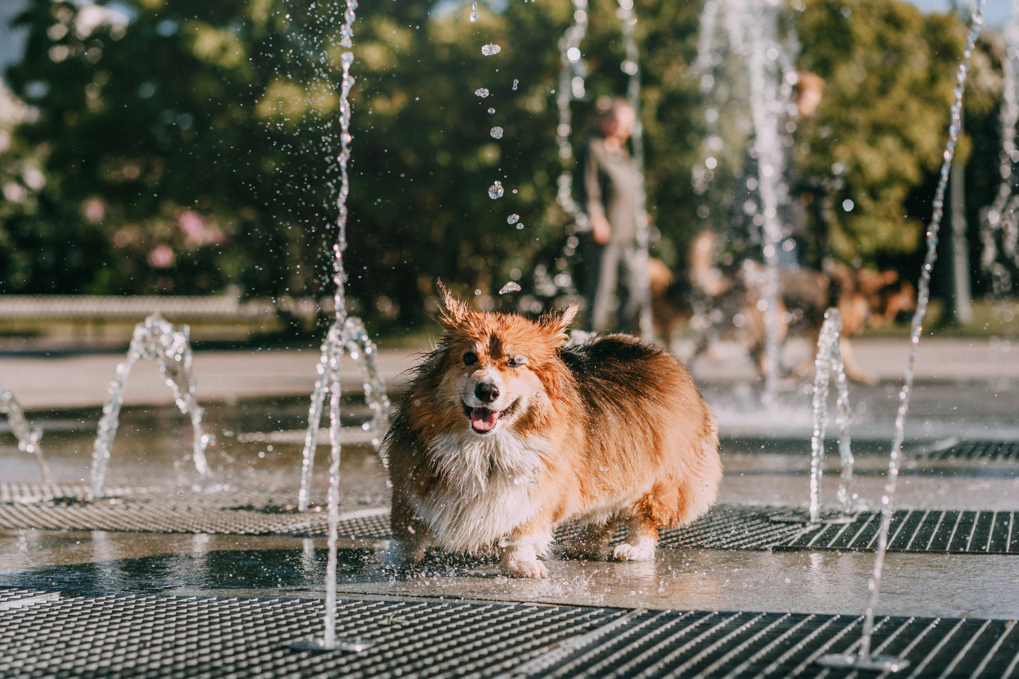 Аша и Робби. Фотограф-анималист Елена Радченко, Москва