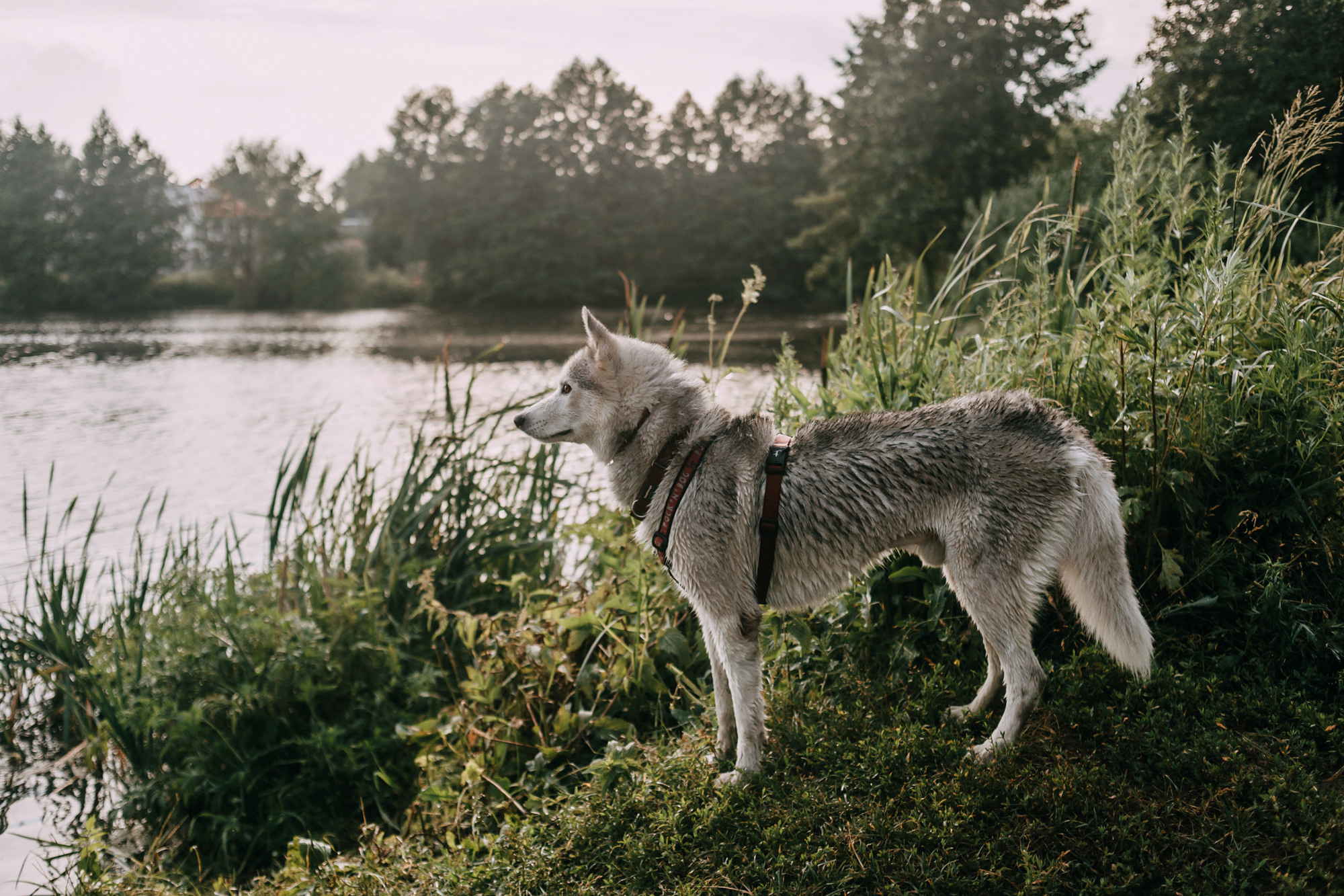 День рождения Морошки. Фотограф-анималист Елена Радченко, Москва