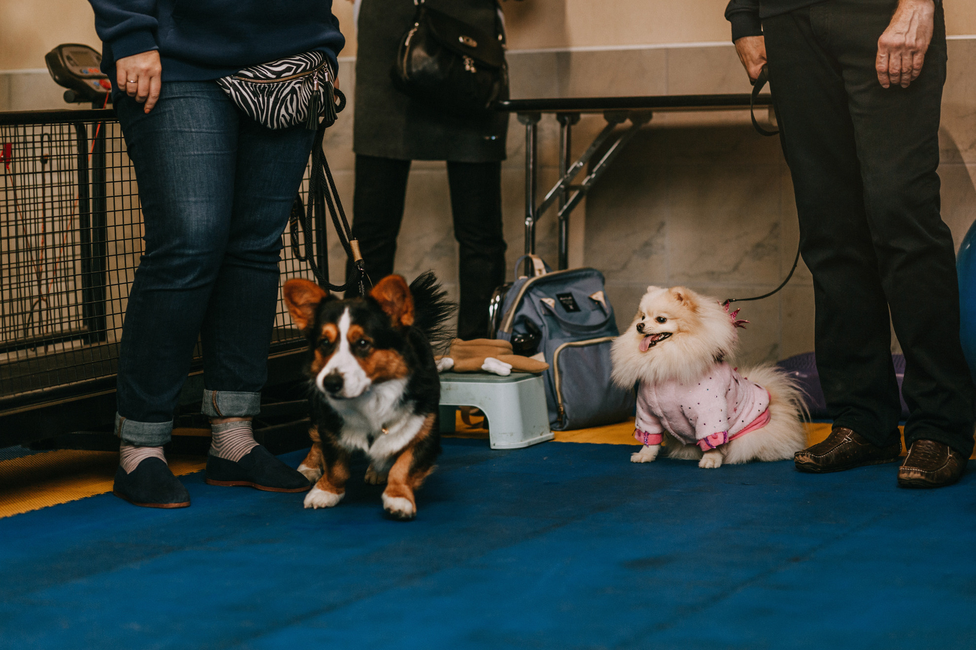 Собачий Новый год. Фотограф-анималист Елена Радченко, Москва