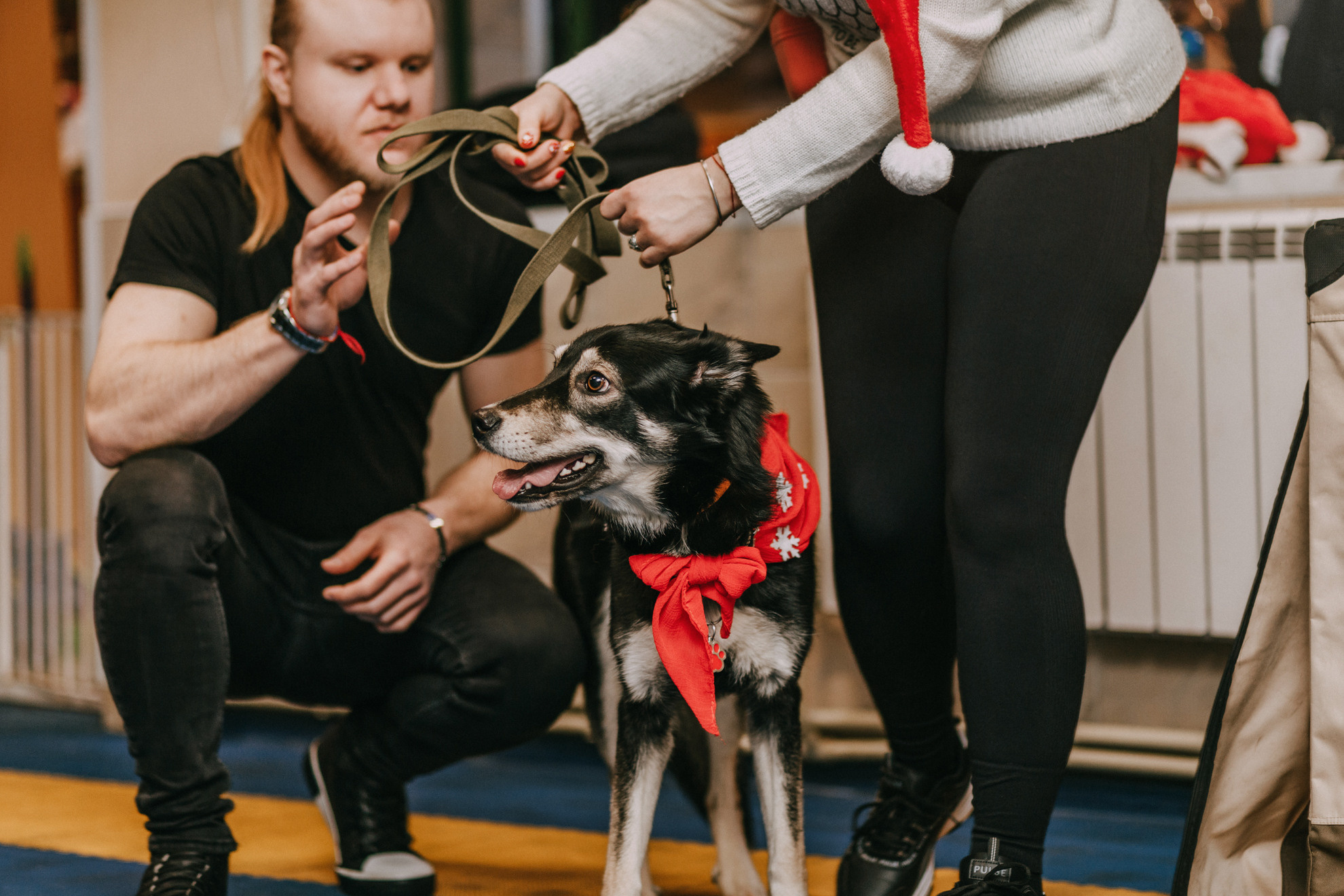 Собачий Новый год. Фотограф-анималист Елена Радченко, Москва