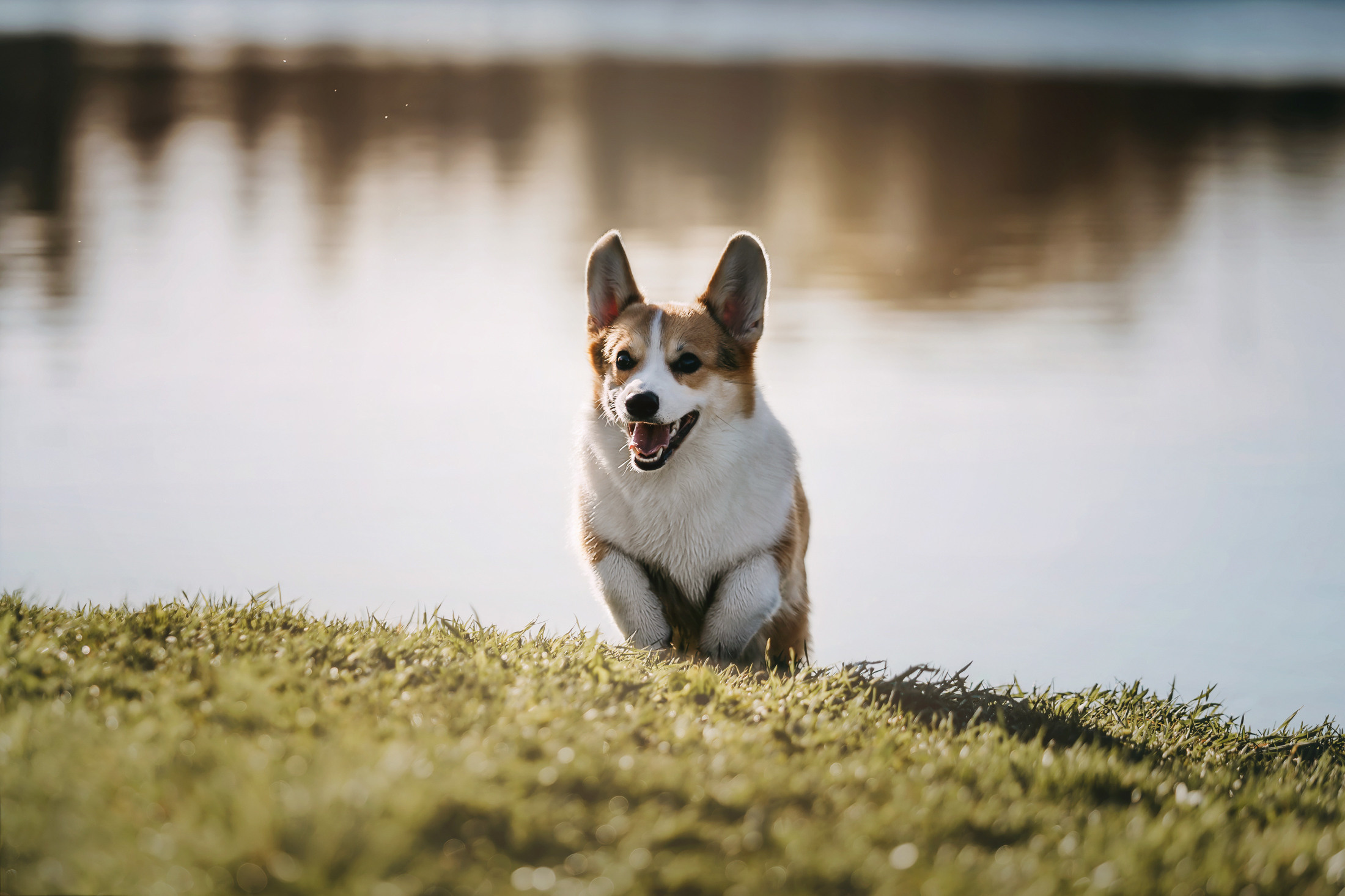 Вилла. Фотограф-анималист Елена Радченко, Москва