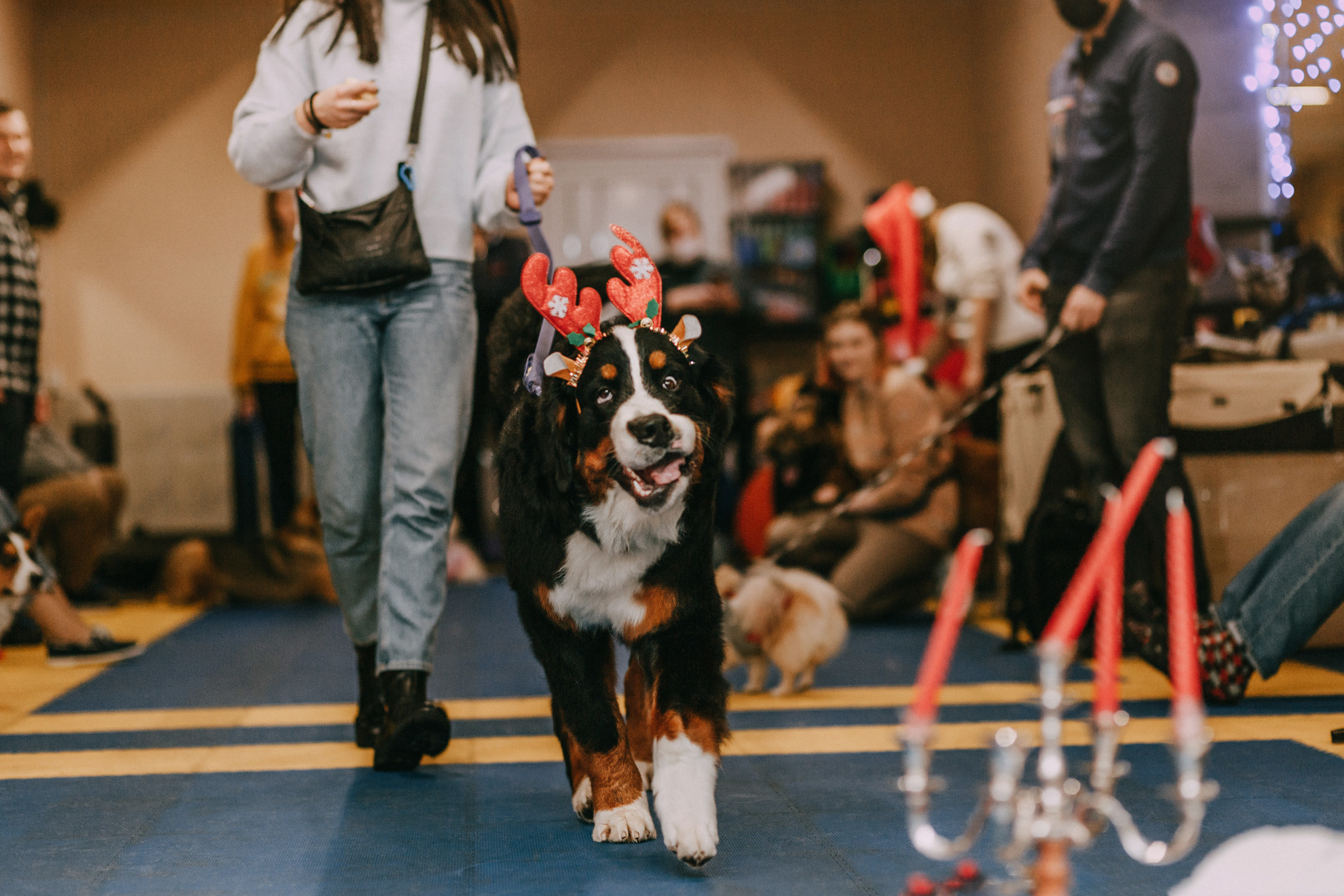 Собачий Новый год. Фотограф-анималист Елена Радченко, Москва