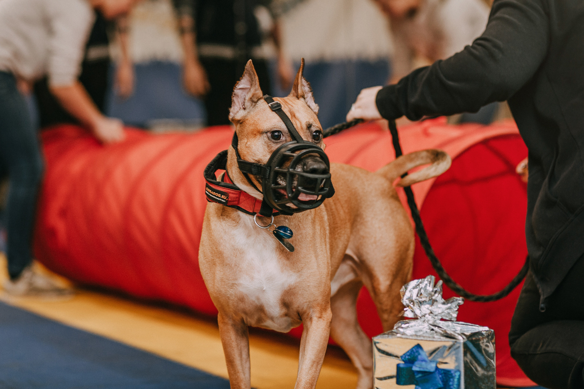 Собачий Новый год. Фотограф-анималист Елена Радченко, Москва