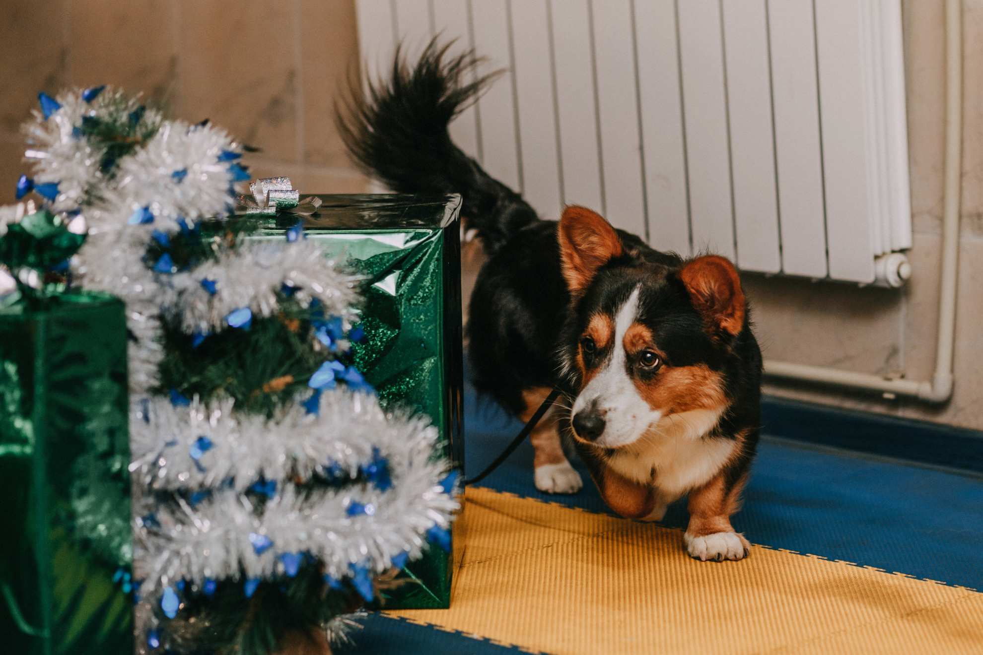 Собачий Новый год. Фотограф-анималист Елена Радченко, Москва