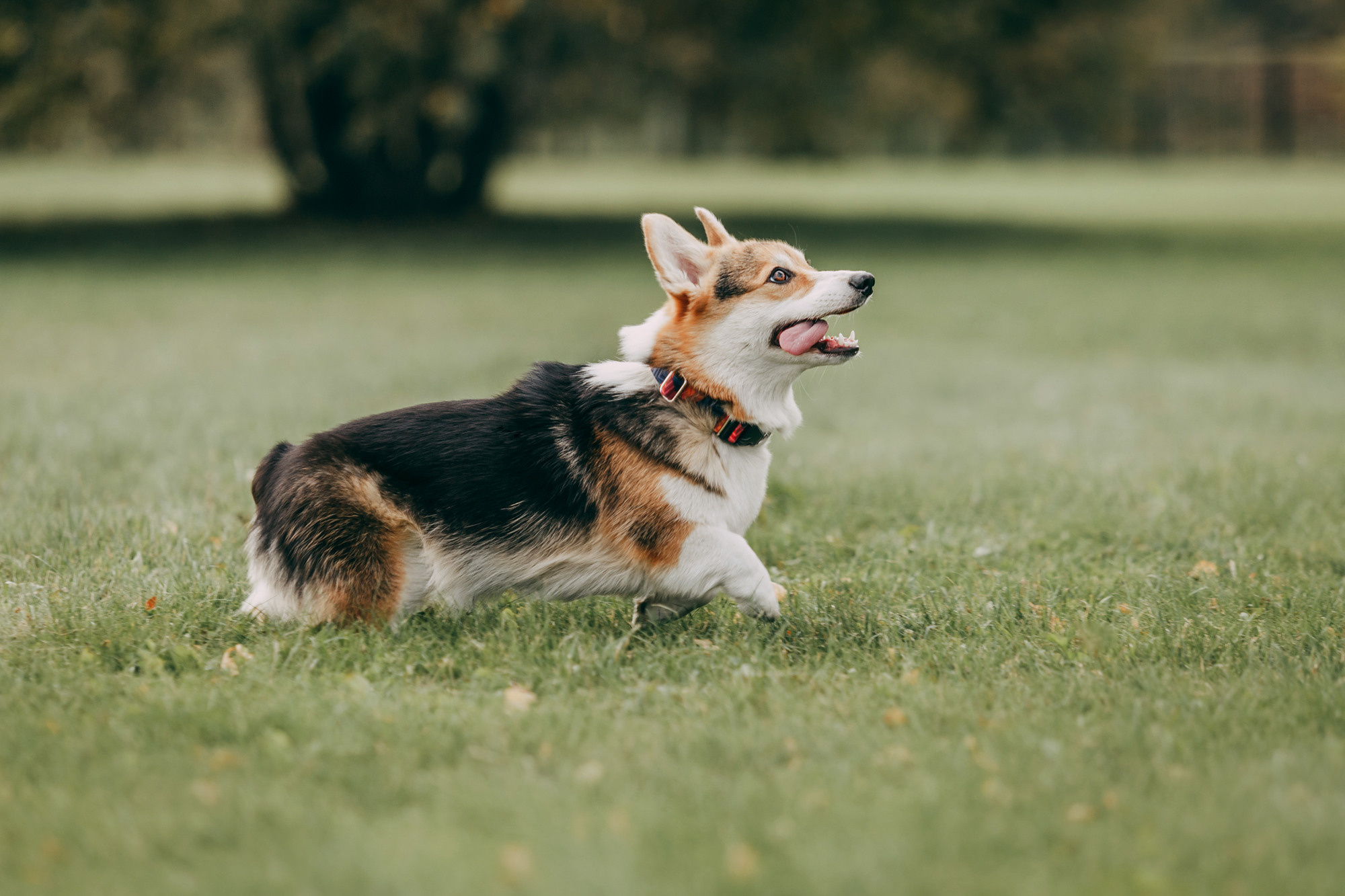 День рождения Габи. Фотограф-анималист Елена Радченко, Москва