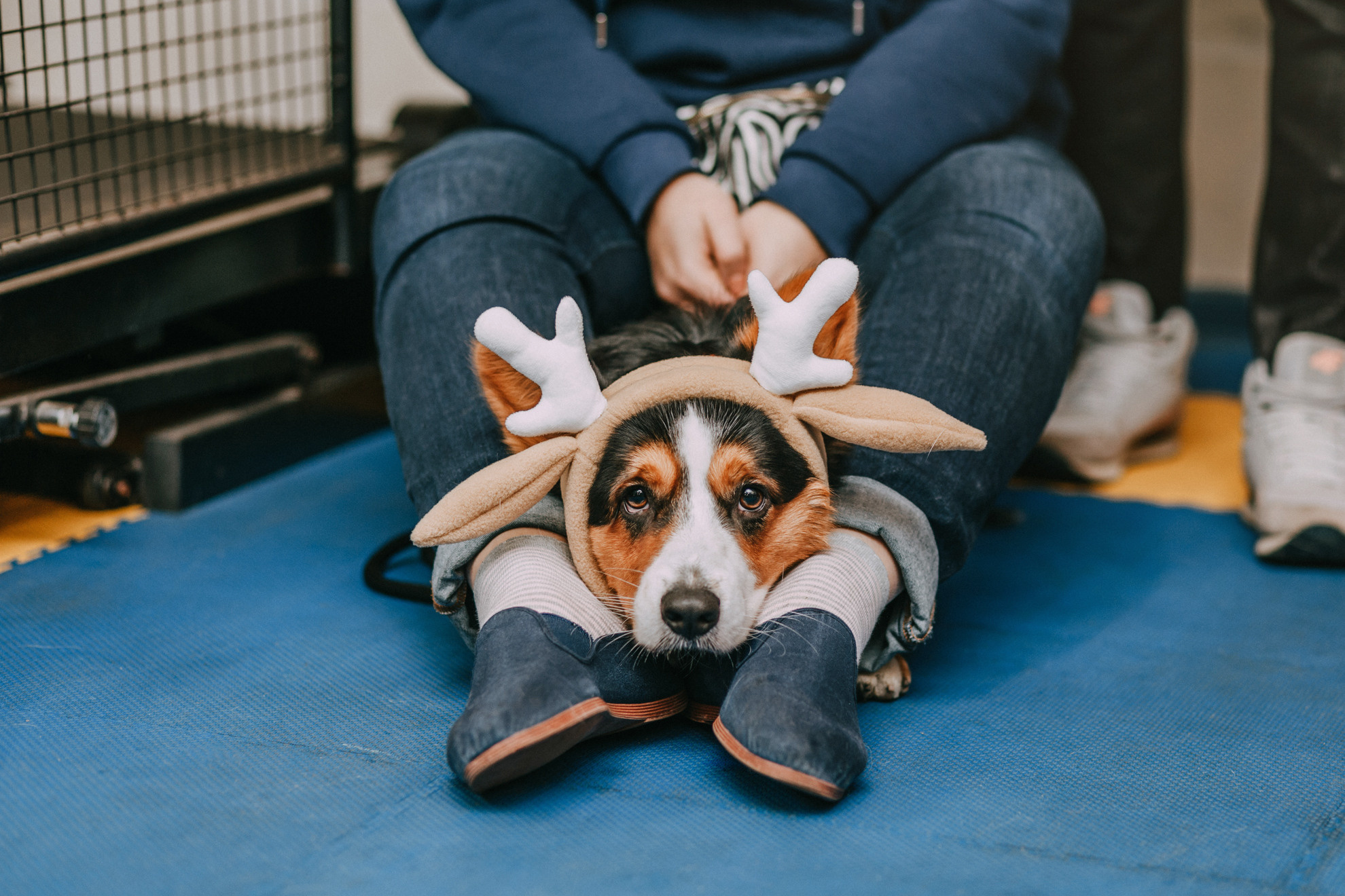 Собачий Новый год. Фотограф-анималист Елена Радченко, Москва