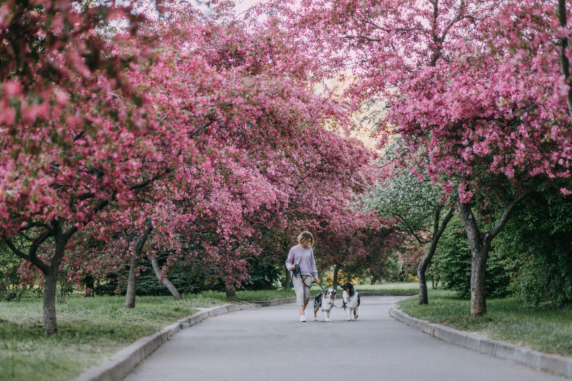 Анна, Чарли и Ева. Фотограф-анималист Елена Радченко, Москва