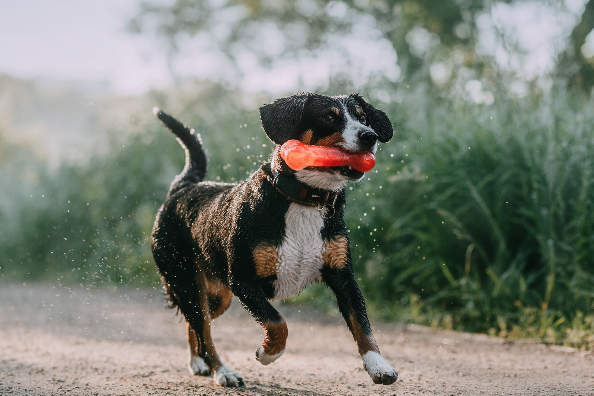 Лида и Яра. Фотограф-анималист Елена Радченко, Москва