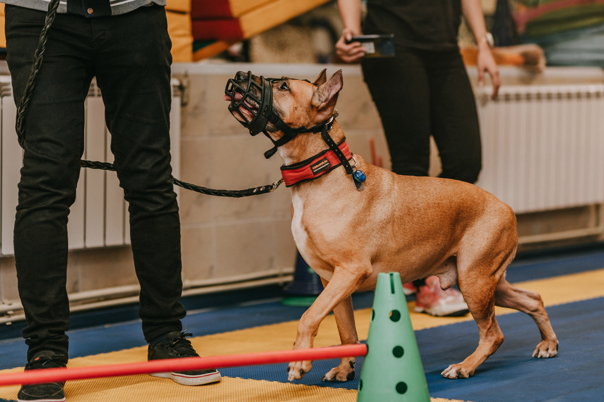 Собачий Новый год. Фотограф-анималист Елена Радченко, Москва