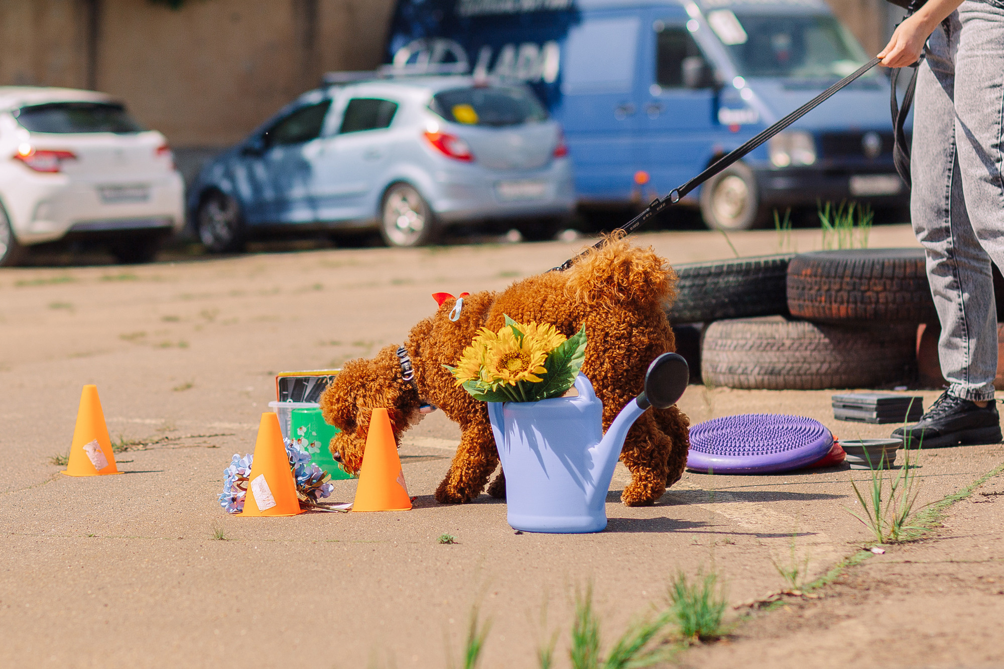 Дог-туса. Фотограф-анималист Елена Радченко, Москва