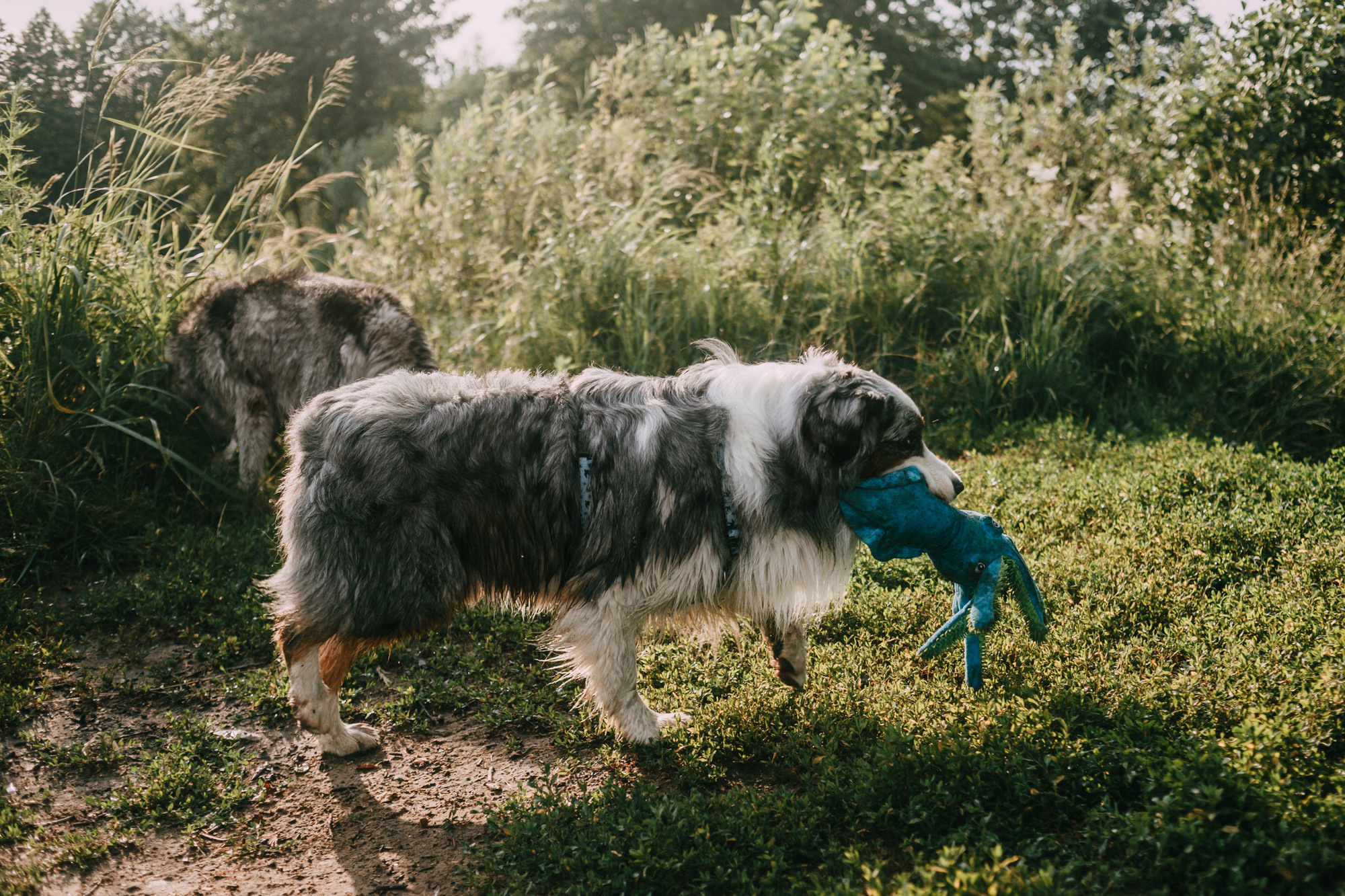 День рождения Морошки. Фотограф-анималист Елена Радченко, Москва