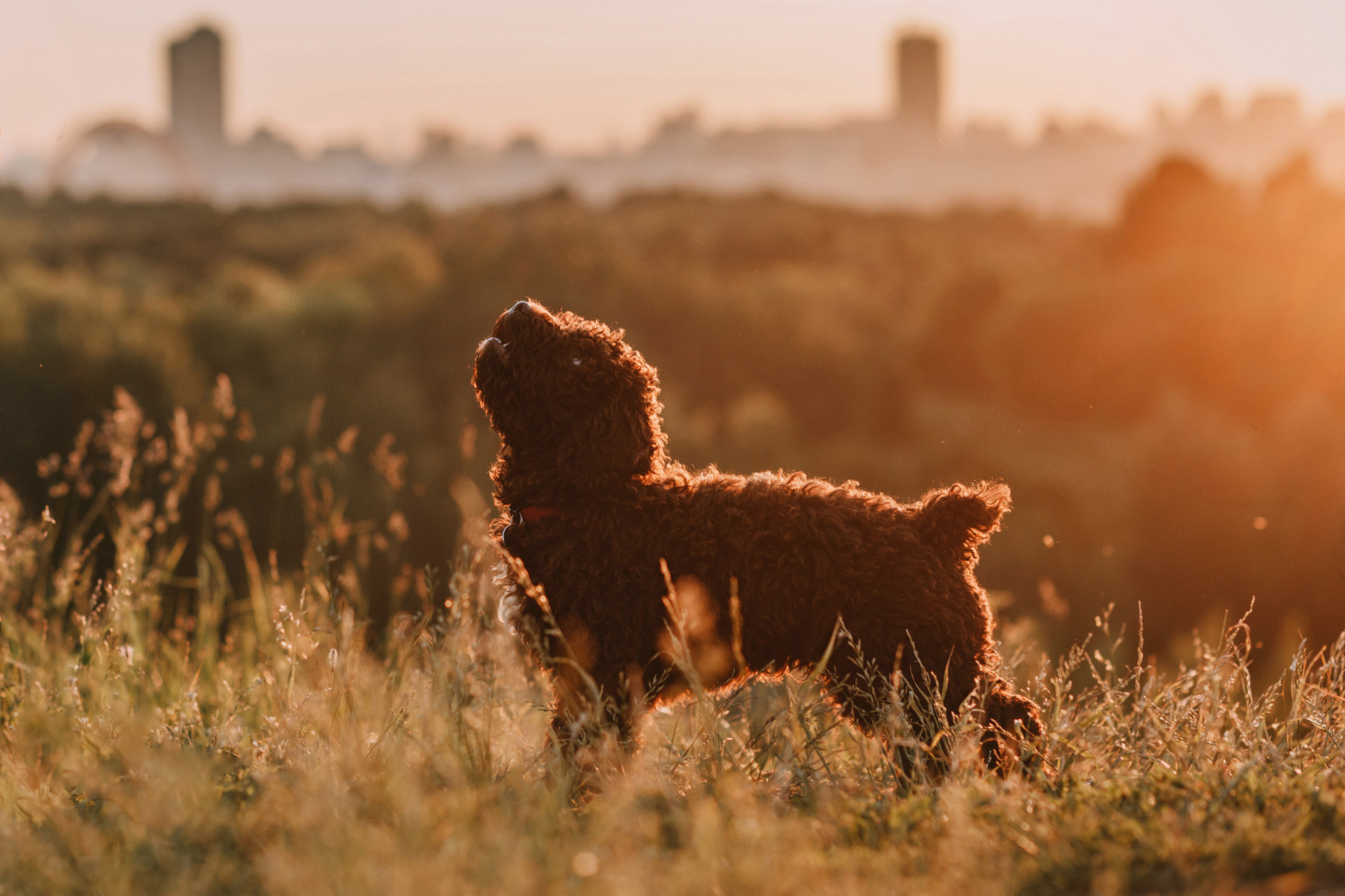 Майя и Снуп. Фотограф-анималист Елена Радченко, Москва