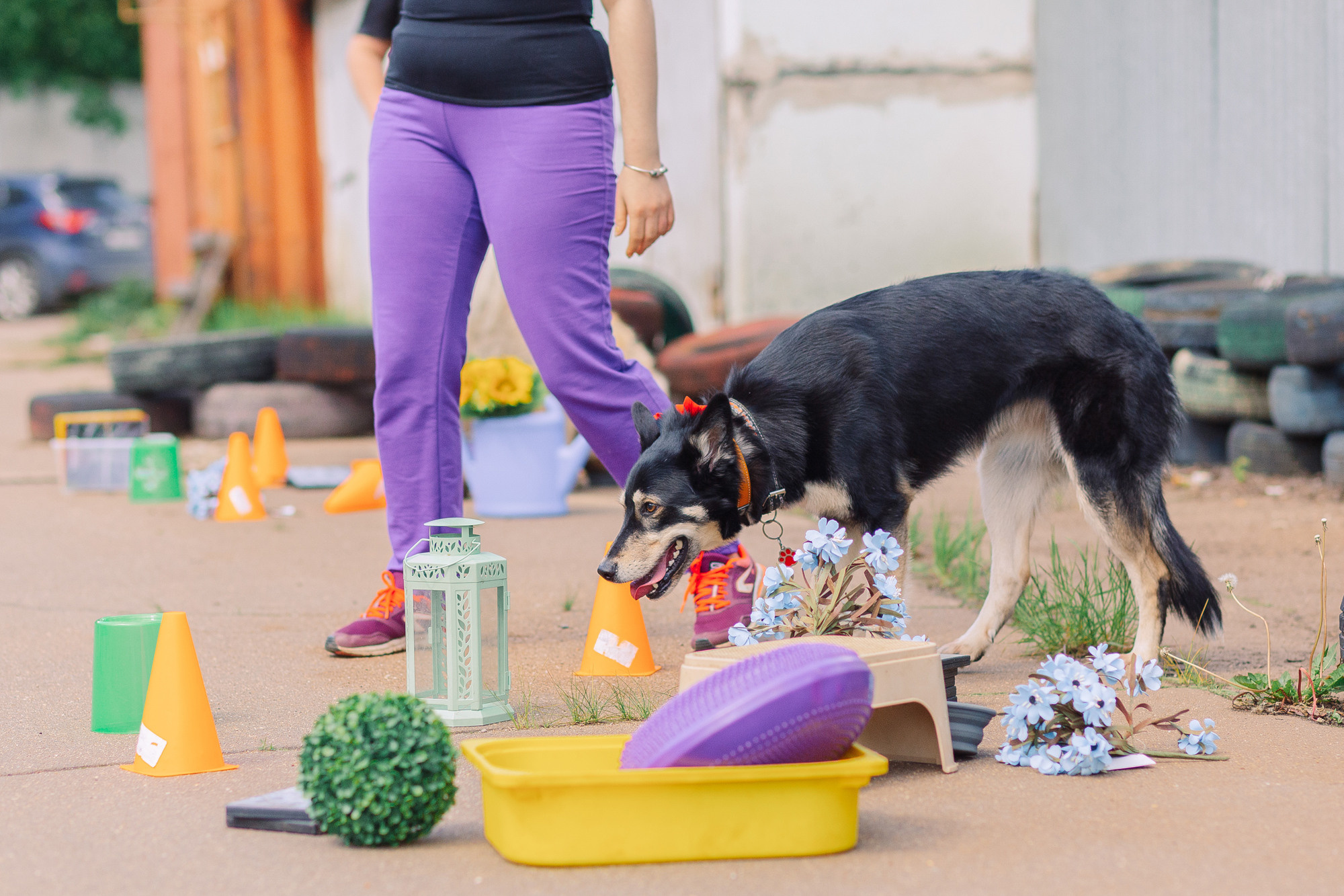 Дог-туса. Фотограф-анималист Елена Радченко, Москва