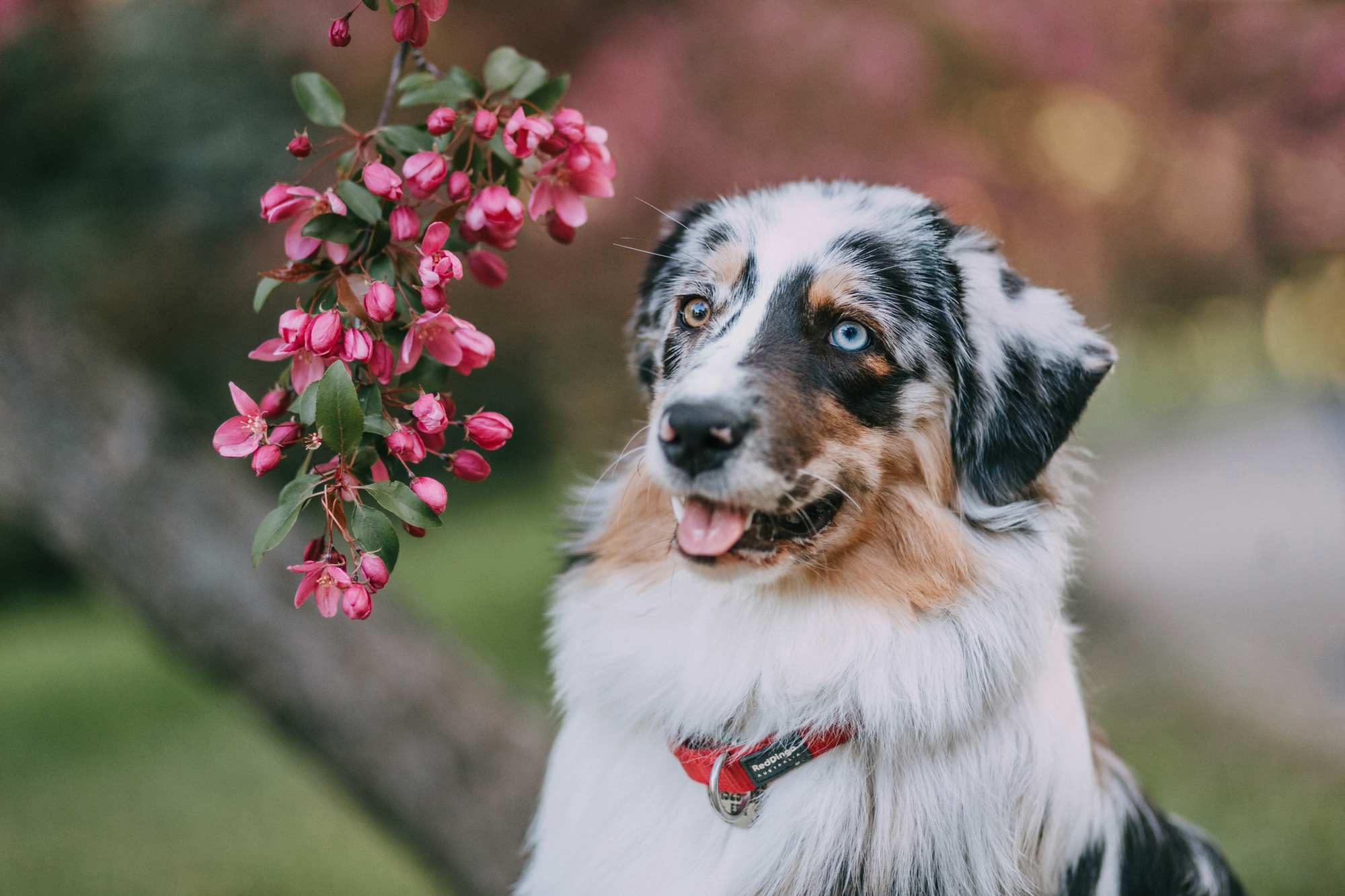 Анна, Чарли и Ева. Фотограф-анималист Елена Радченко, Москва