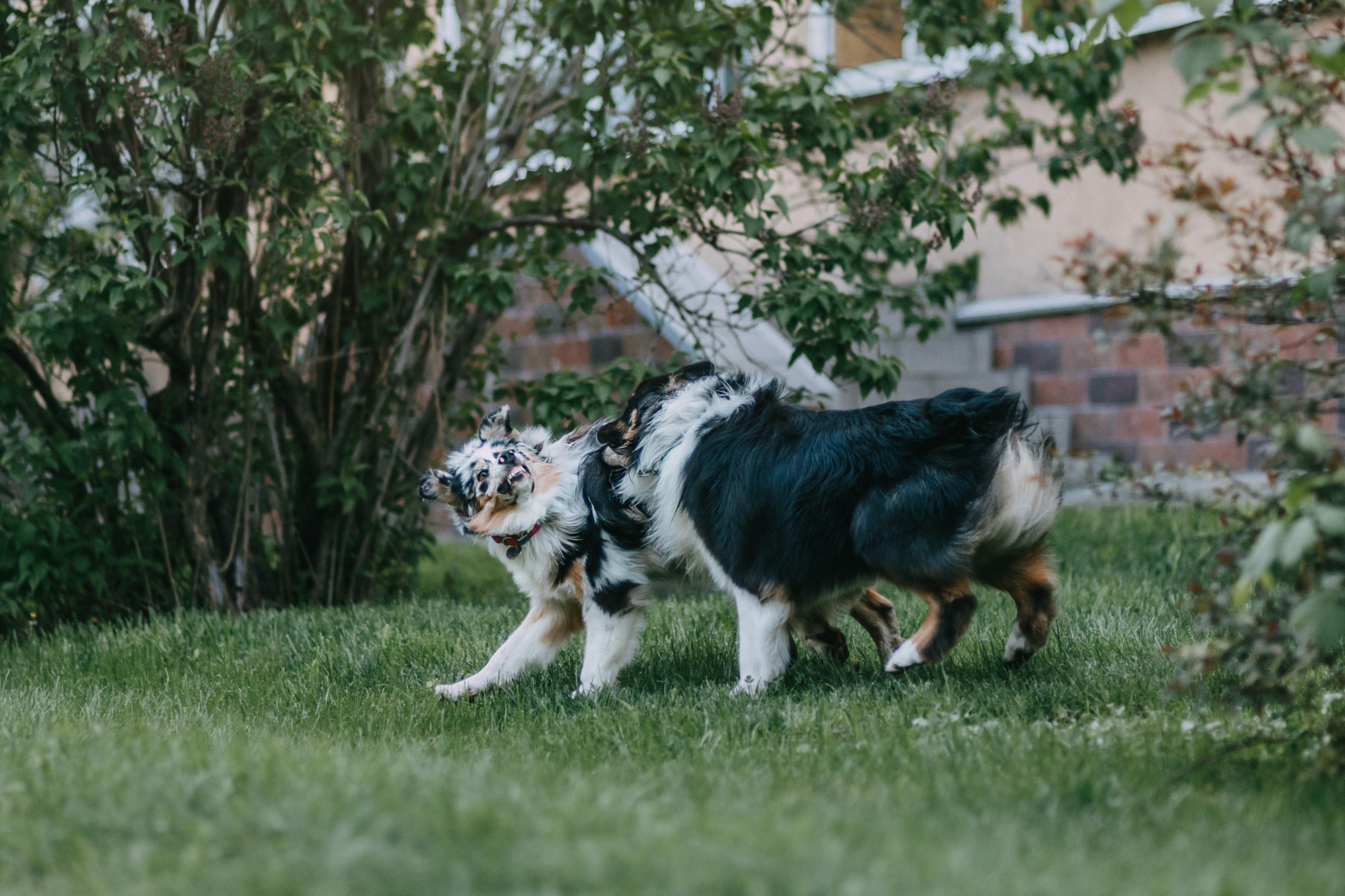 Анна, Чарли и Ева. Фотограф-анималист Елена Радченко, Москва