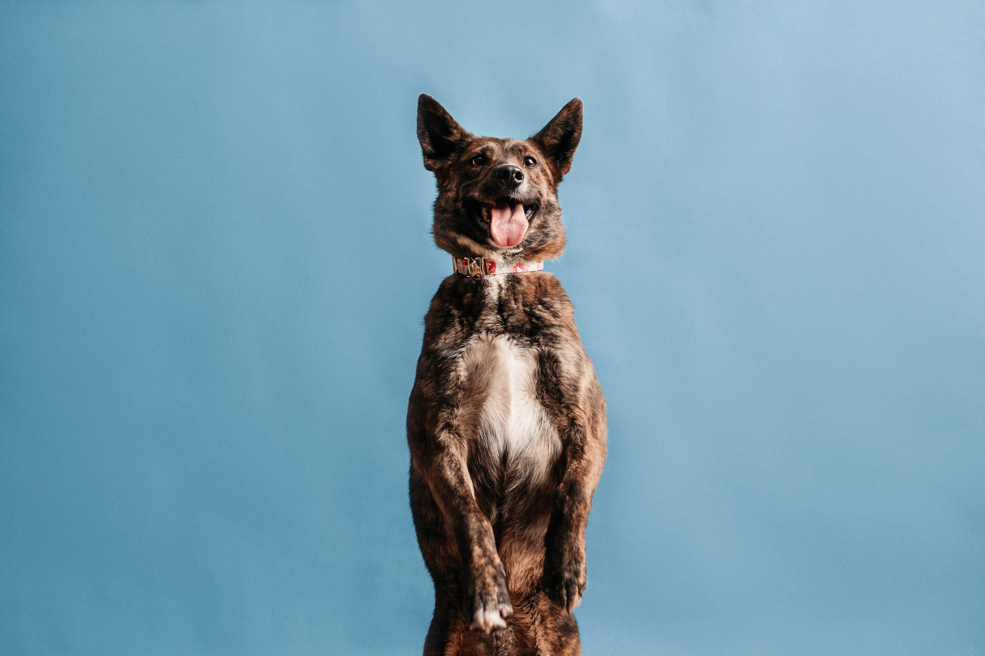 Эдит и Диди. Фотограф-анималист Елена Радченко, Москва