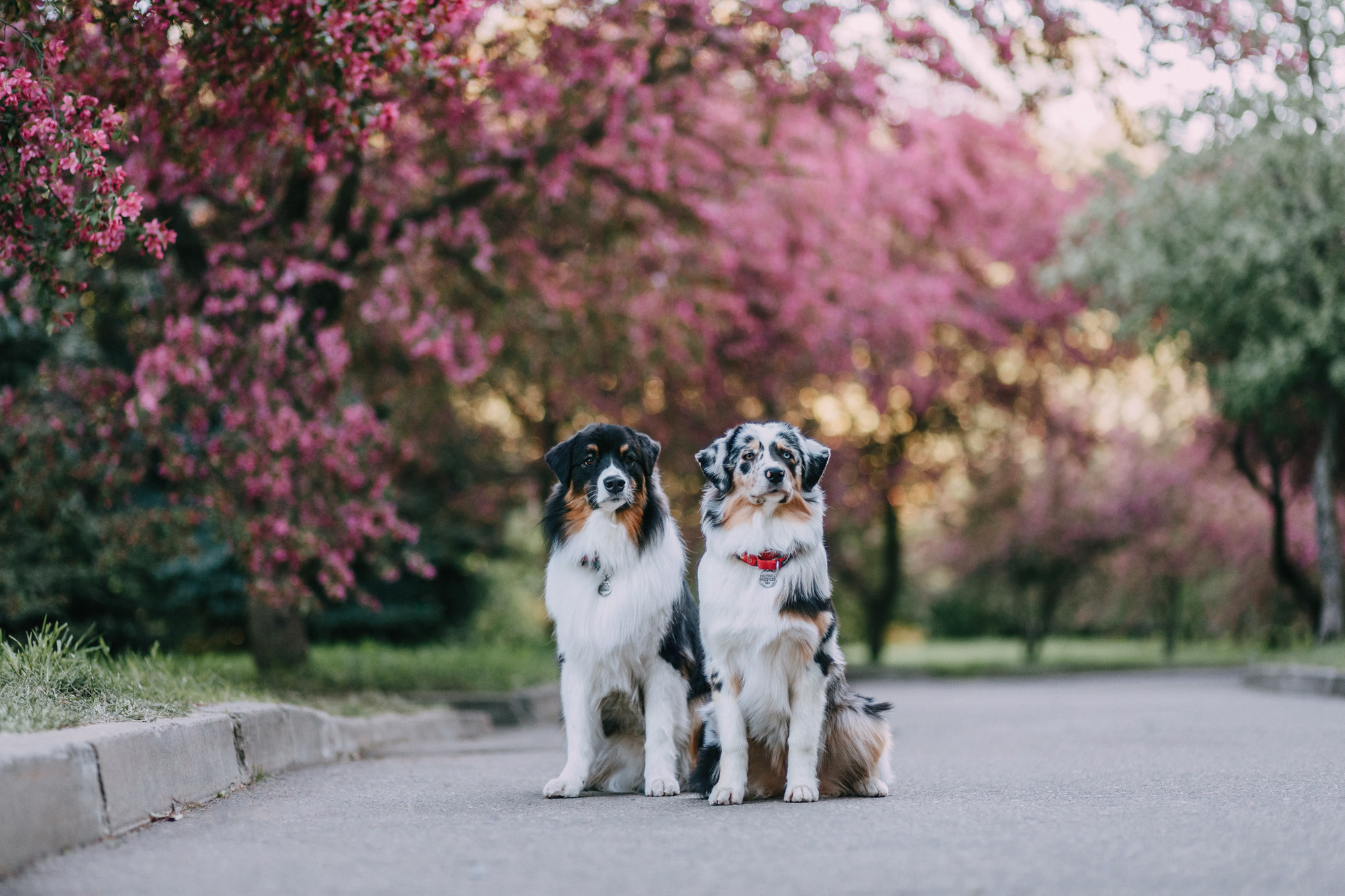 Анна, Чарли и Ева. Фотограф-анималист Елена Радченко, Москва