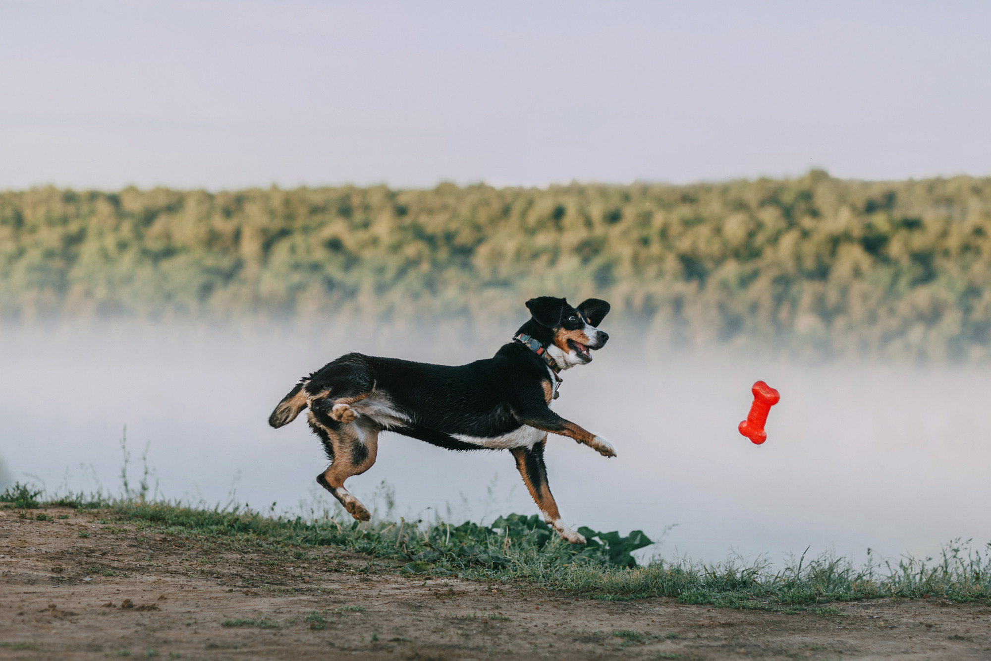 Лида и Яра. Фотограф-анималист Елена Радченко, Москва