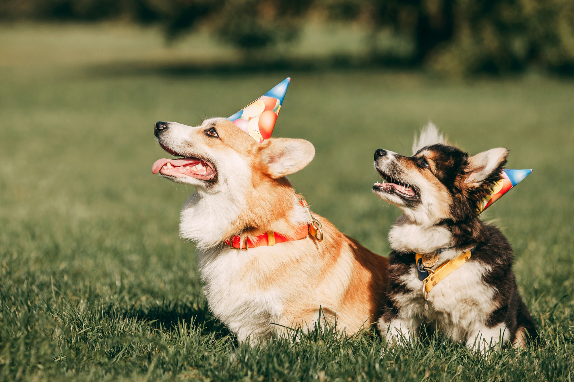 День рождения Габи. Фотограф-анималист Елена Радченко, Москва