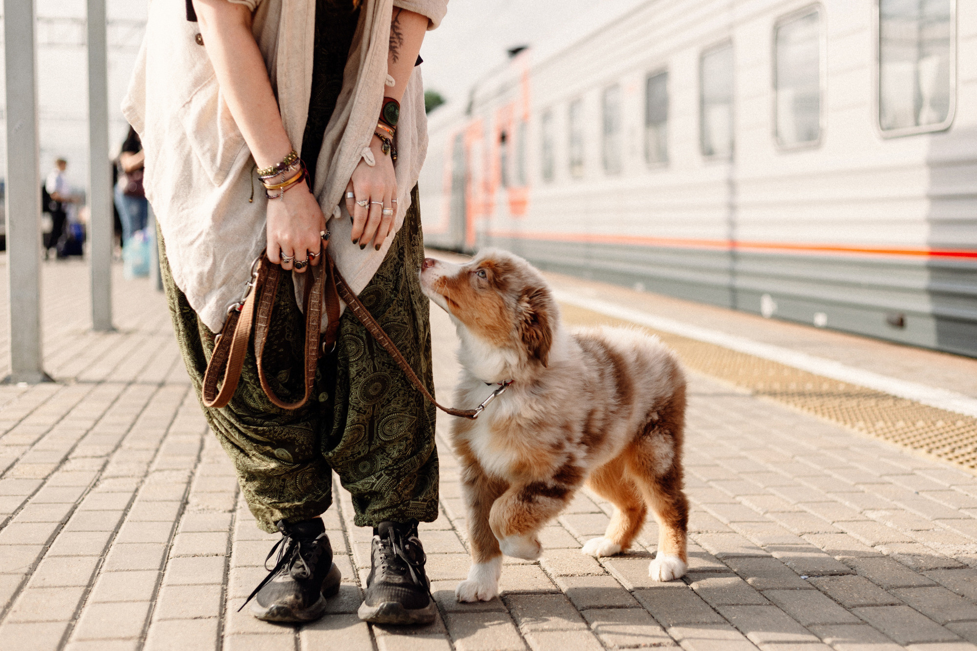 Тася и Брусника. Встреча с поезда. Фотограф-анималист Елена Радченко, Москва