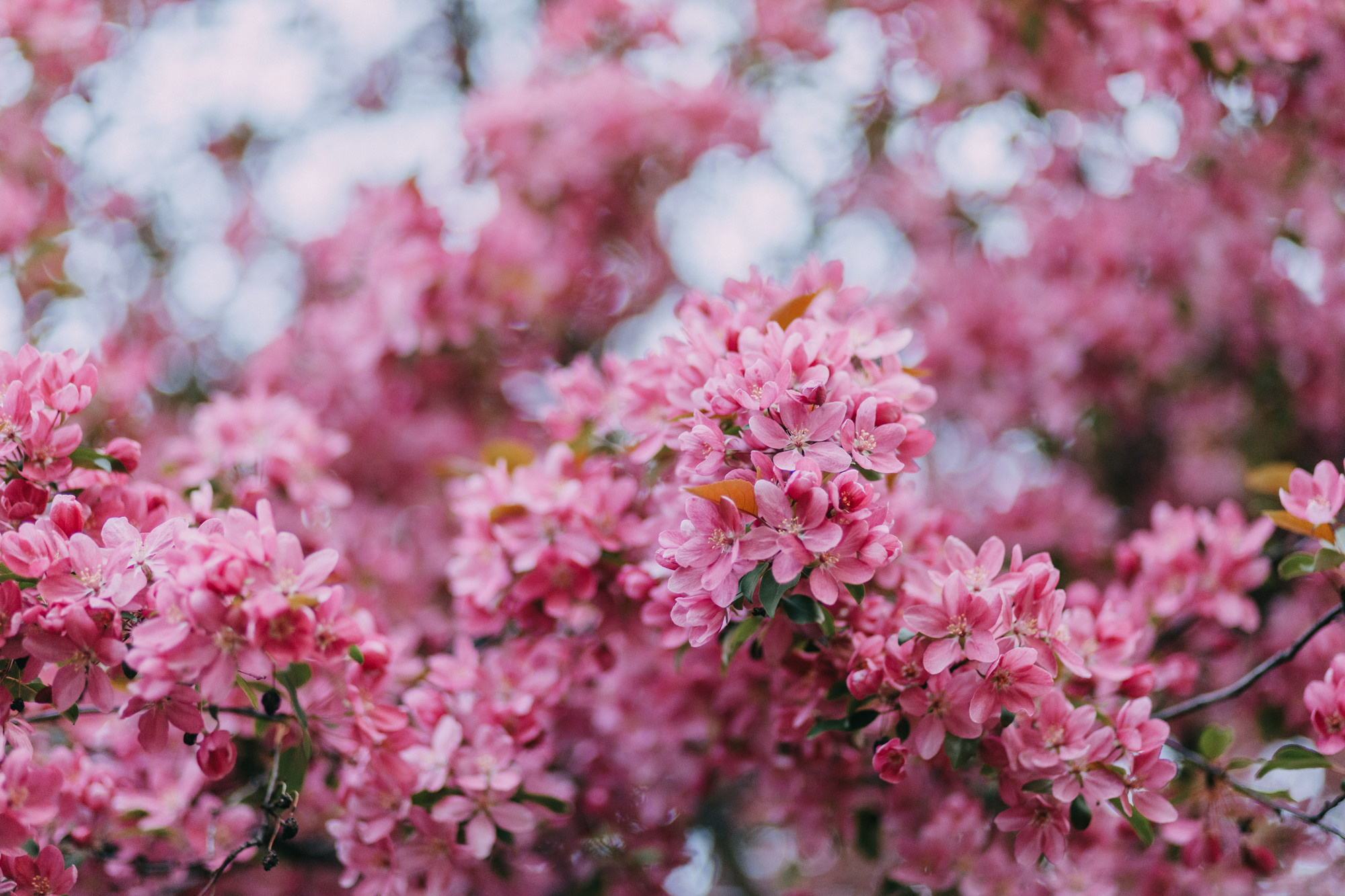 Анна, Чарли и Ева. Фотограф-анималист Елена Радченко, Москва