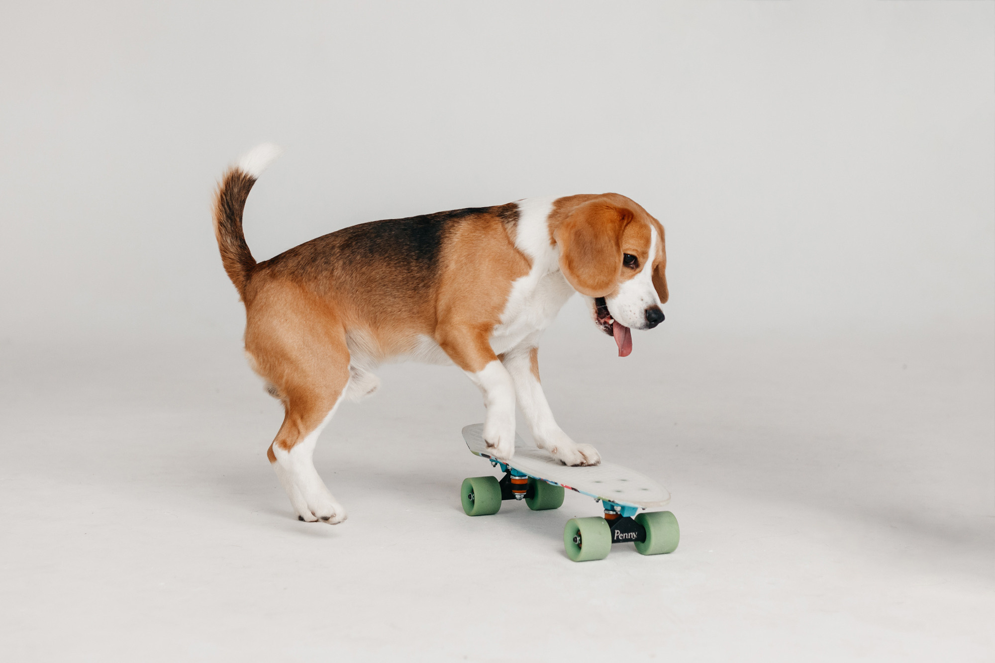 Фотодень 9 апреля. Фотограф-анималист Елена Радченко, Москва