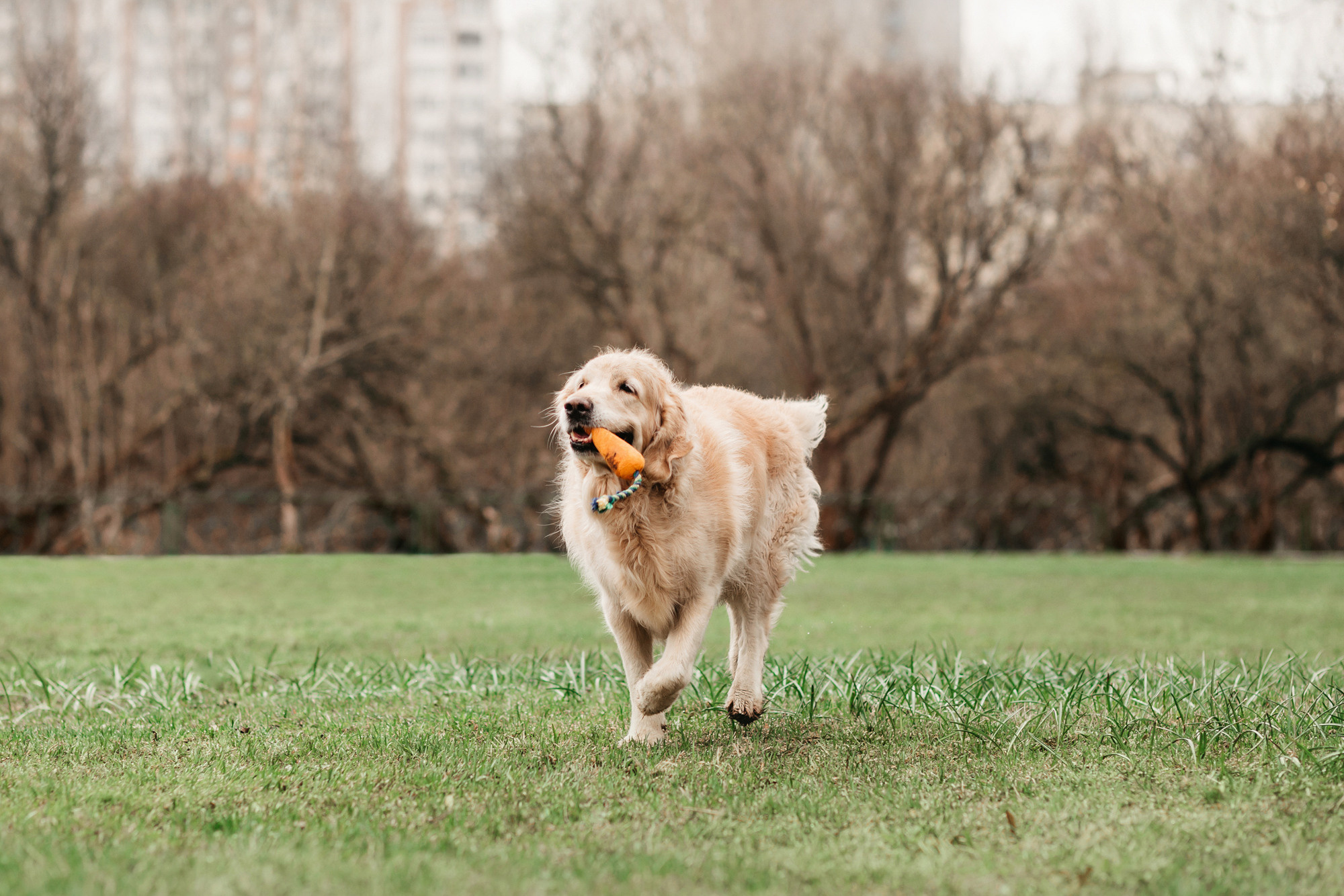 Ира, Бэлла и Альма. Фотограф-анималист Елена Радченко, Москва