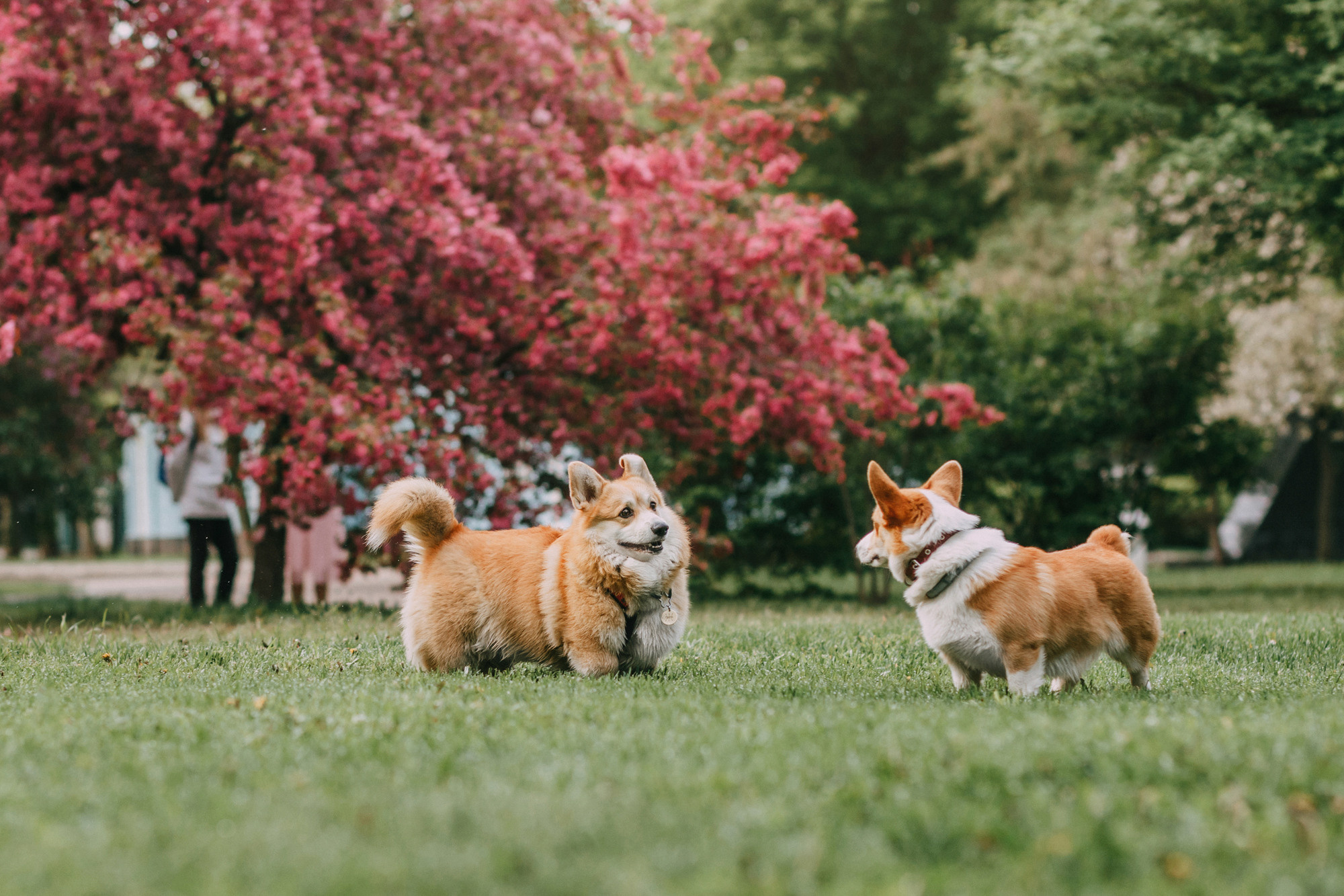 Анна и Филипп. Фотограф-анималист Елена Радченко, Москва
