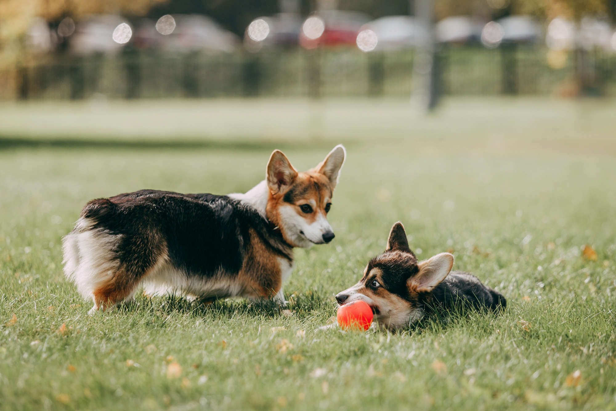День рождения Габи. Фотограф-анималист Елена Радченко, Москва