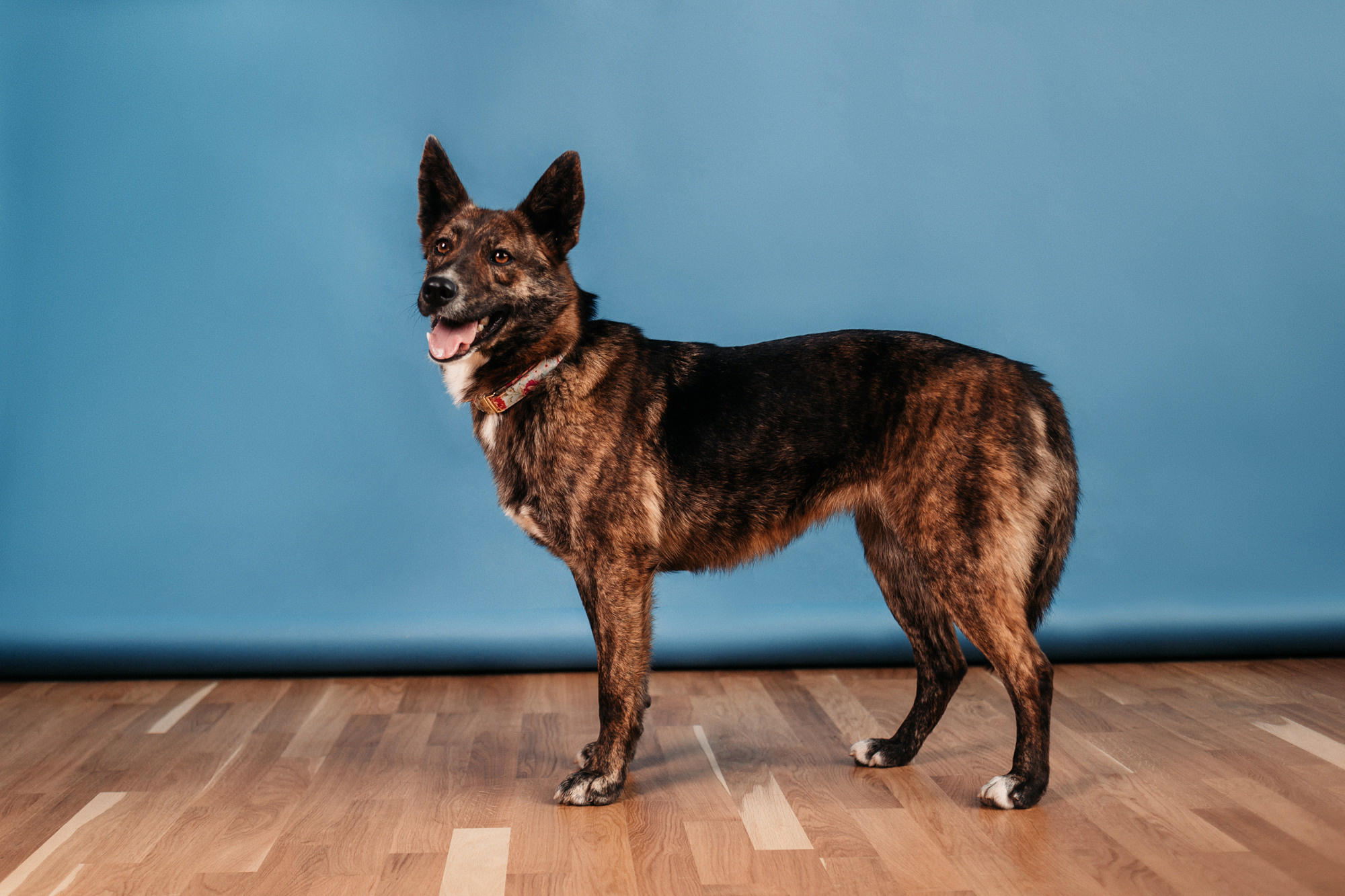 Эдит и Диди. Фотограф-анималист Елена Радченко, Москва