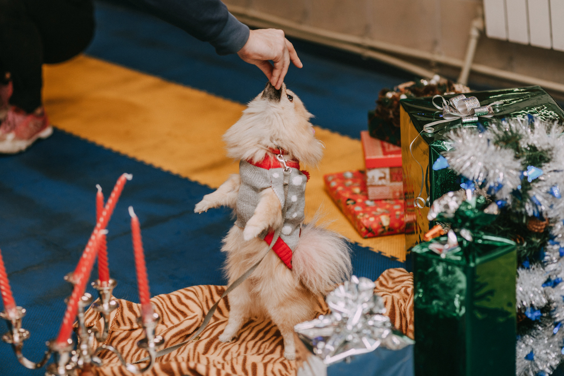 Собачий Новый год. Фотограф-анималист Елена Радченко, Москва