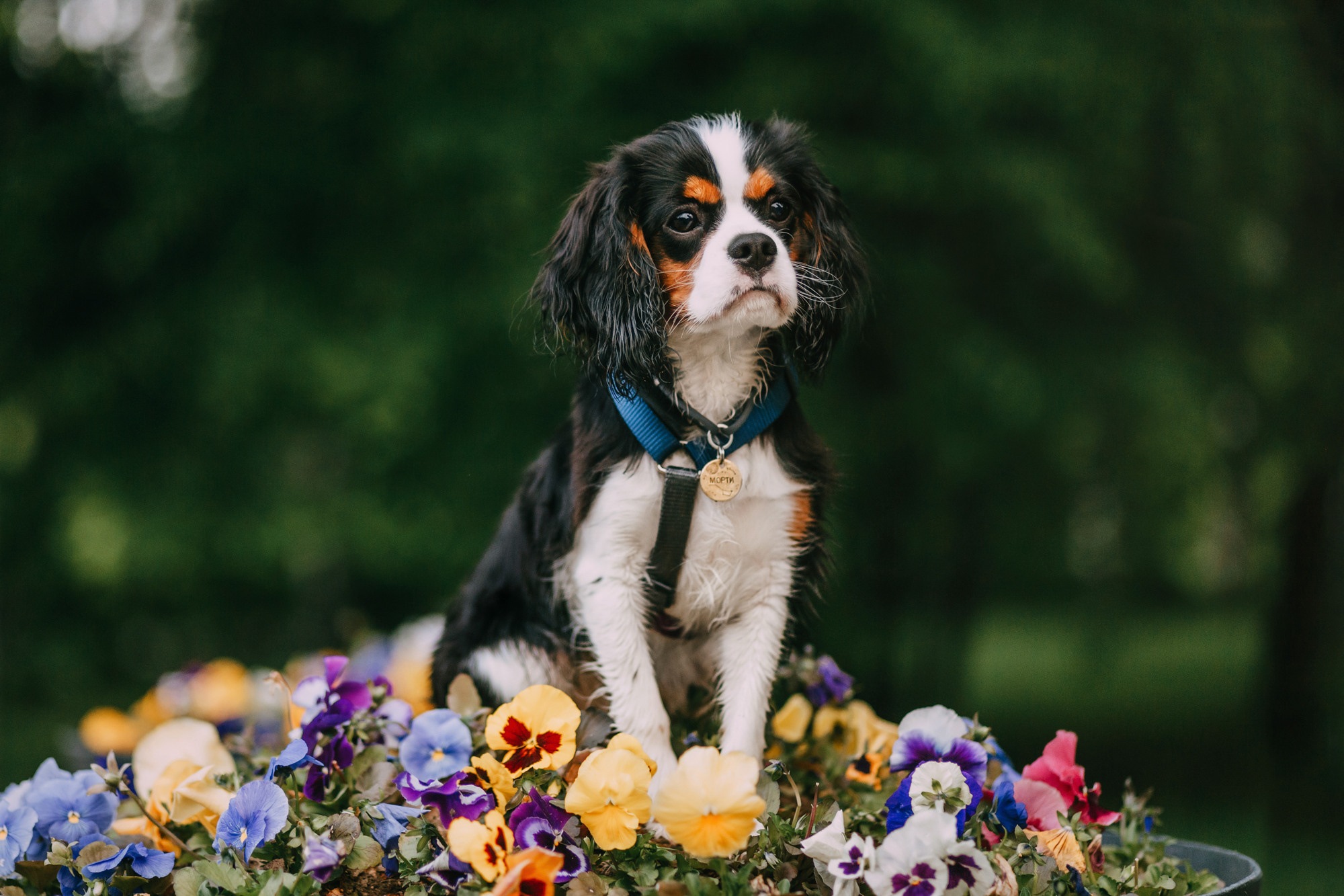 Вика и Морти. Фотограф-анималист Елена Радченко, Москва