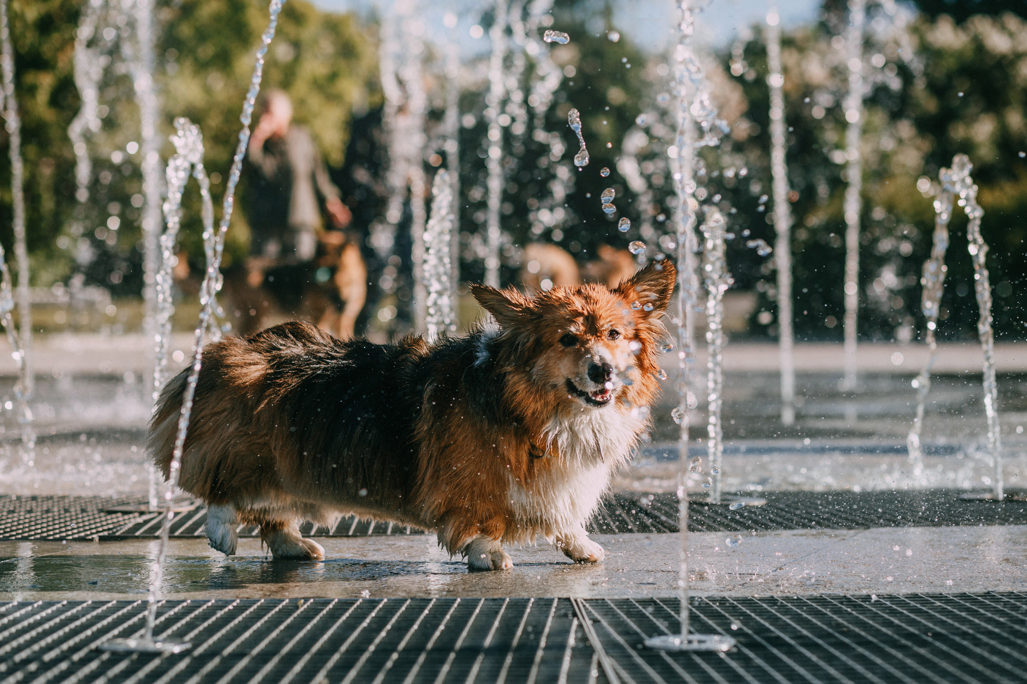 Аша и Робби. Фотограф-анималист Елена Радченко, Москва