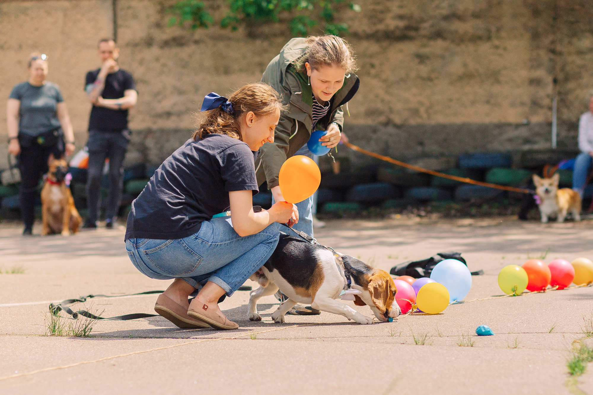 Дог-туса. Фотограф-анималист Елена Радченко, Москва
