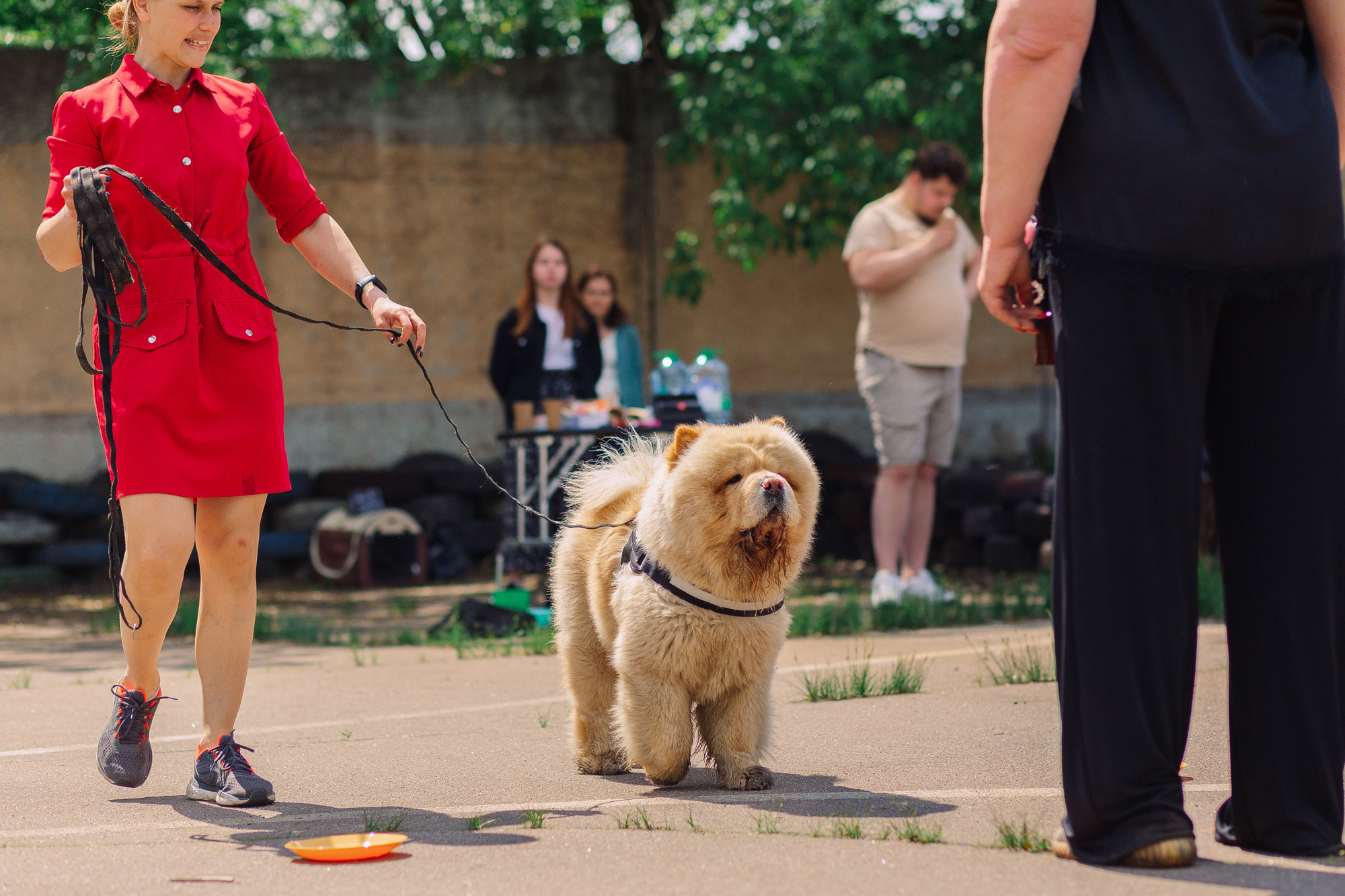 Дог-туса. Фотограф-анималист Елена Радченко, Москва