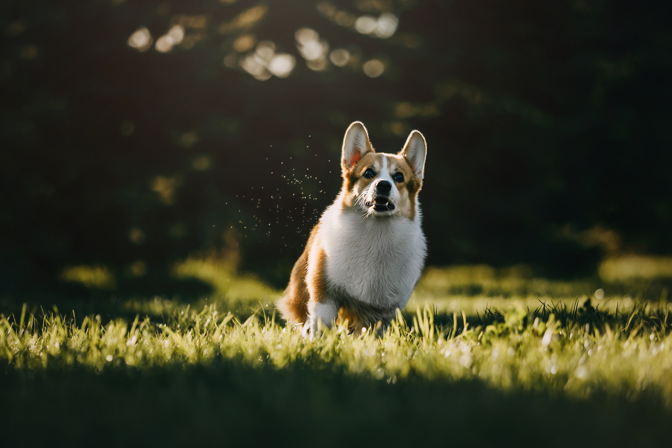 Вилла. Фотограф-анималист Елена Радченко, Москва