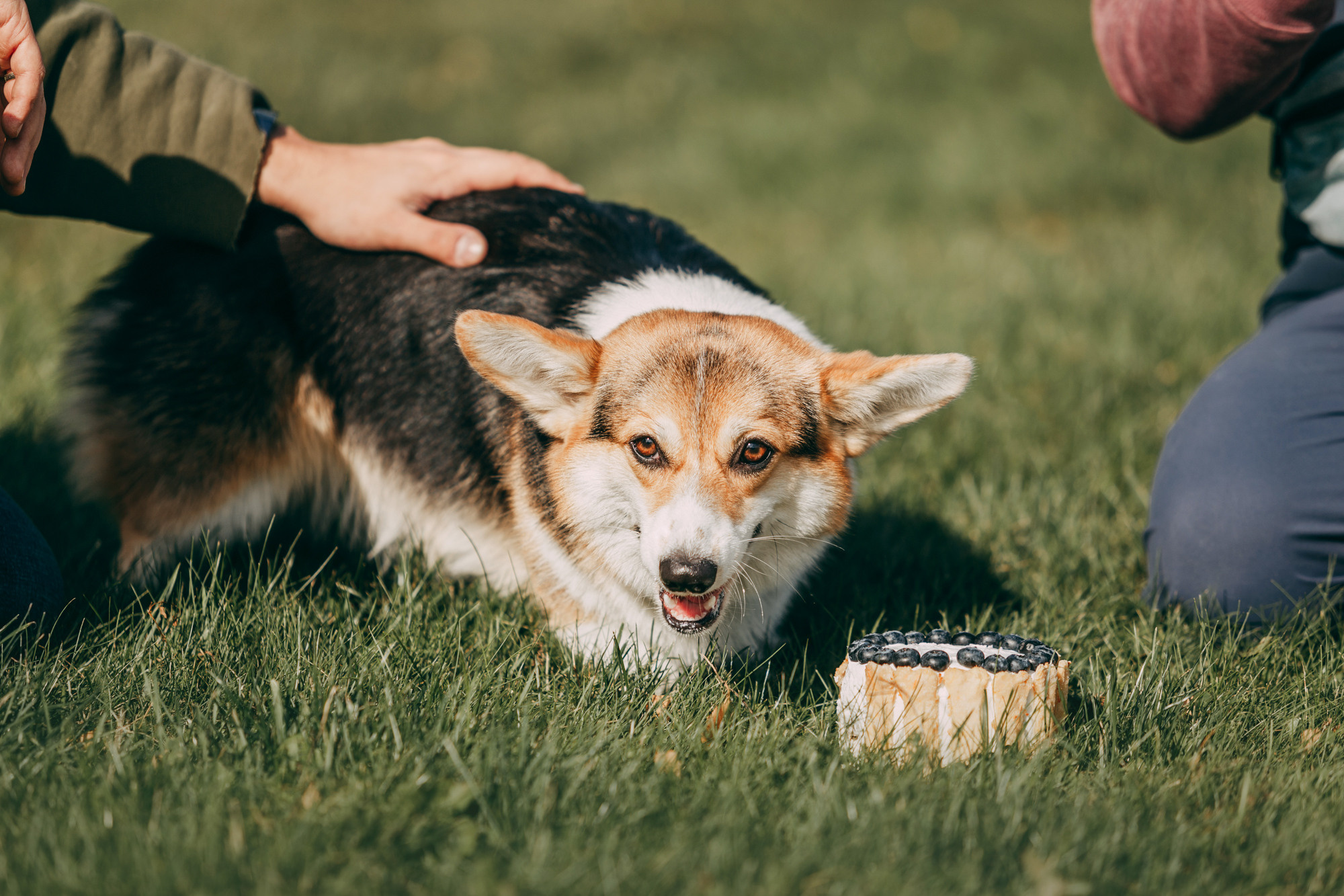 День рождения Габи. Фотограф-анималист Елена Радченко, Москва