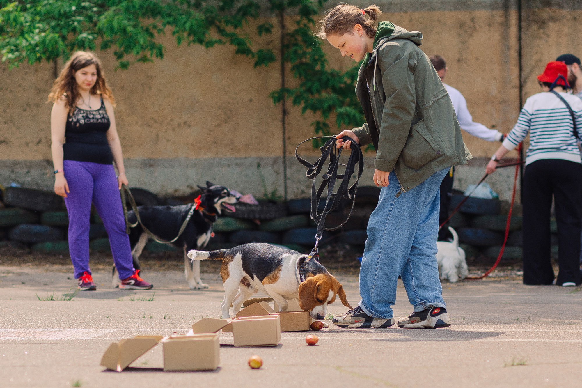 Дог-туса. Фотограф-анималист Елена Радченко, Москва